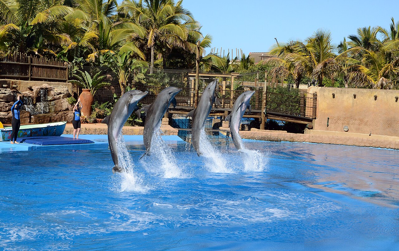 Dolphin performing at the uShaka Marine World dolphin stadium in Durban