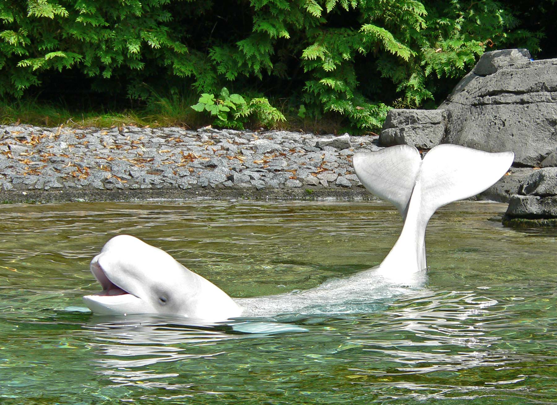 Vancouver Aquarium