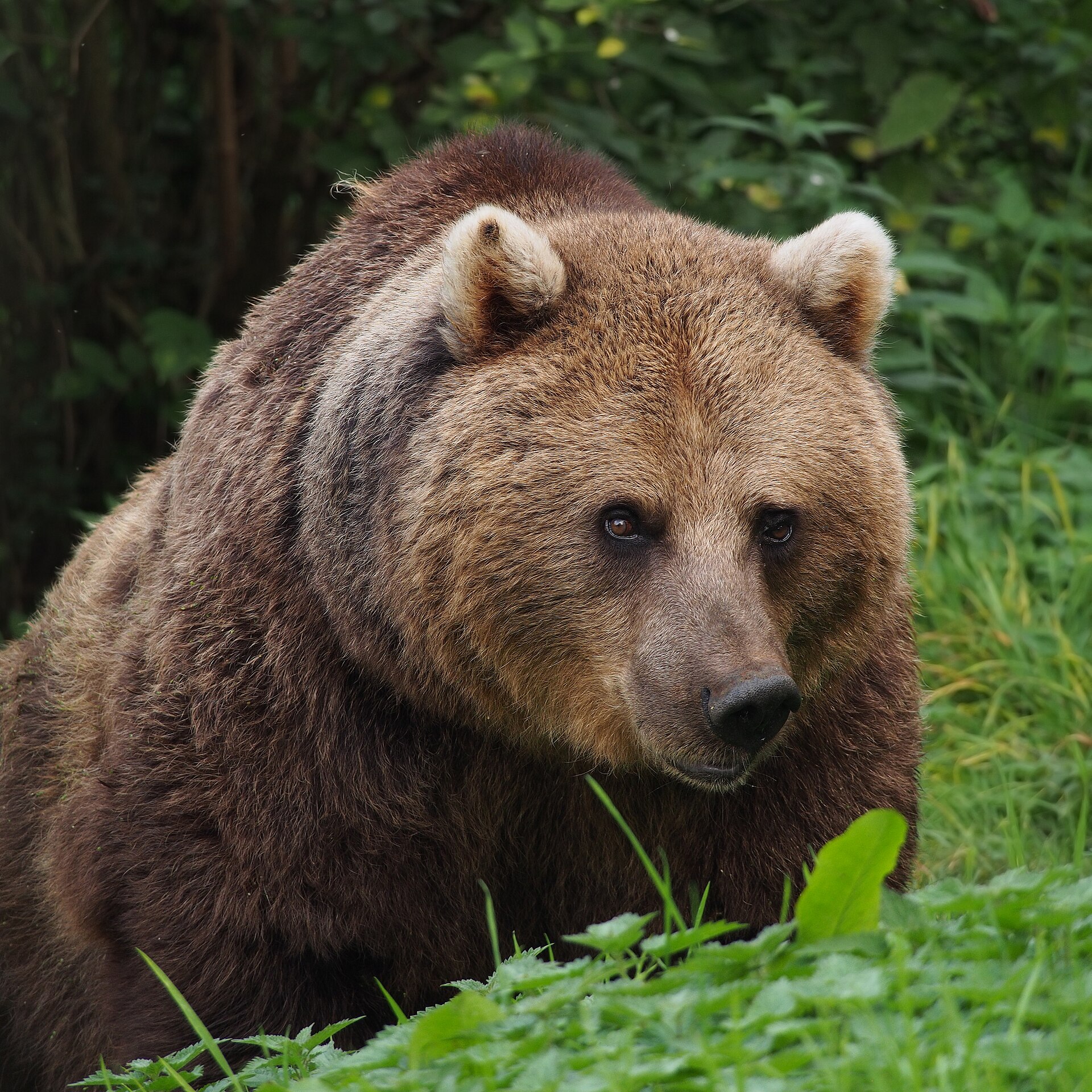Whipsnade Zoo
