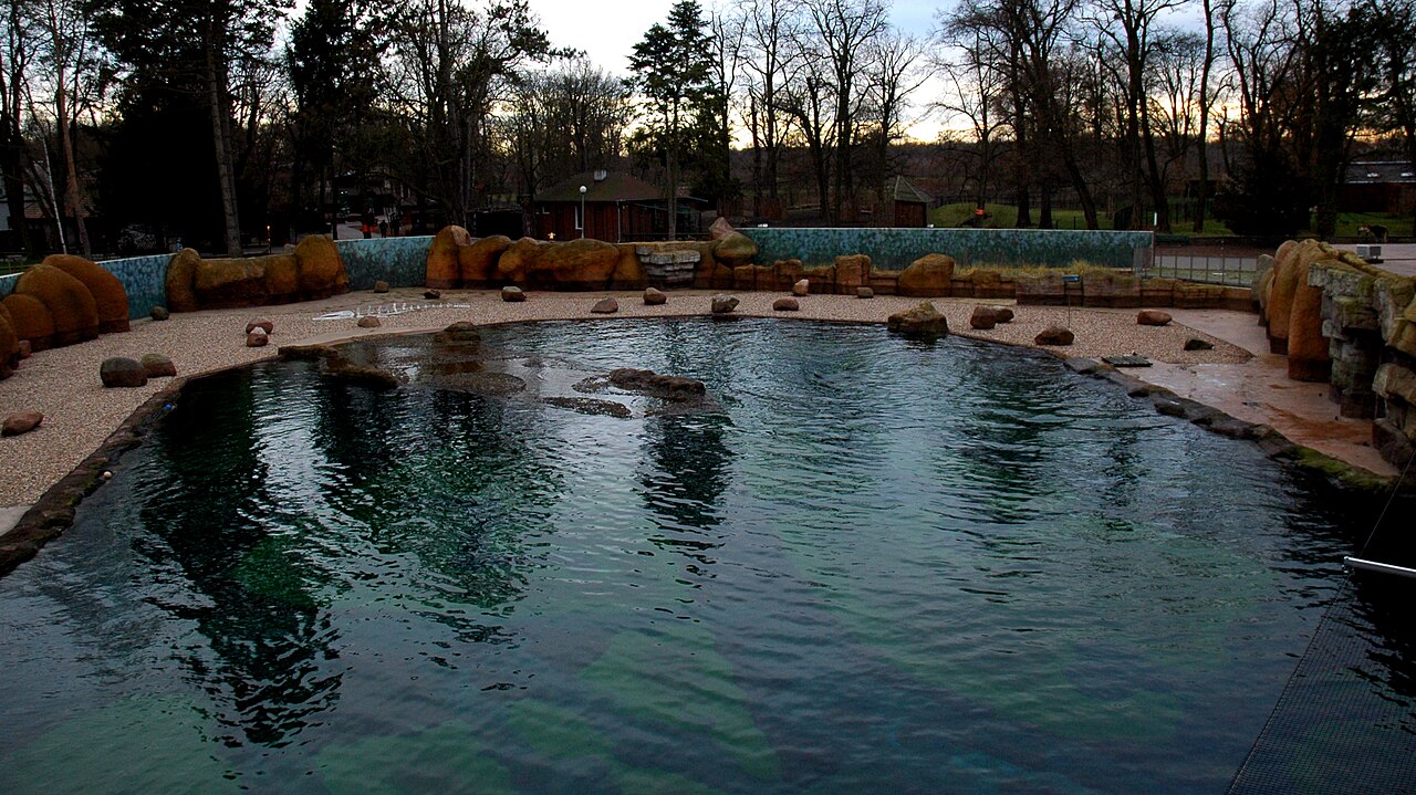 Seal pool at Wrocław Zoo