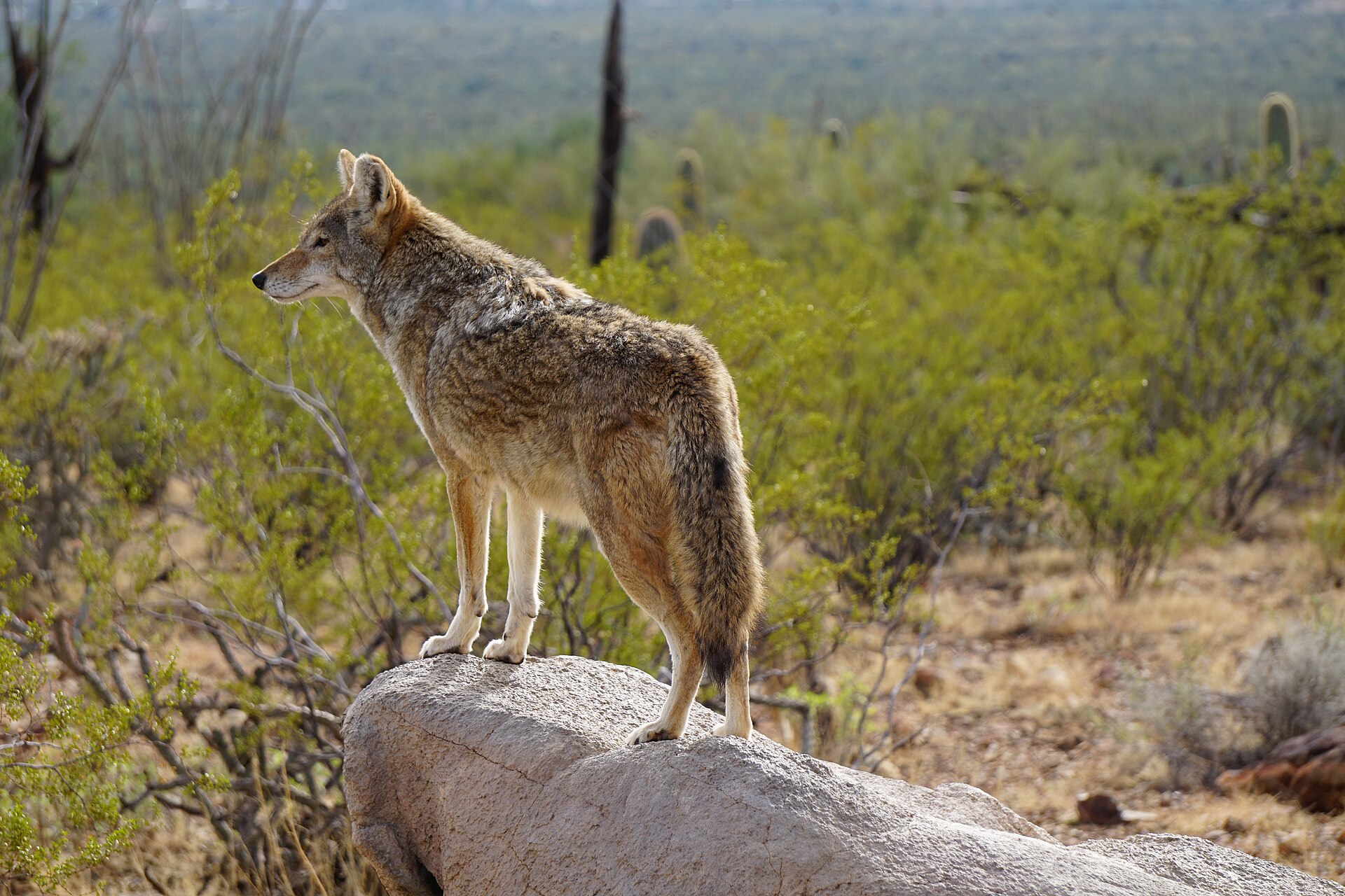 Arizona-Sonora Desert Museum