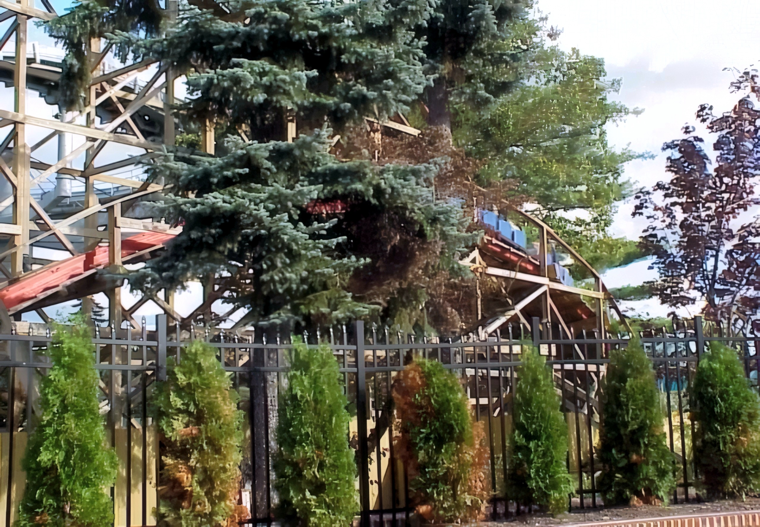 Big Dipper's track seen through a large evergreen at Geauga Lake, May 2000