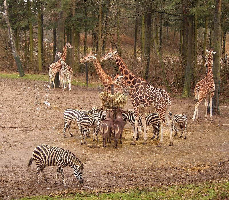 Burgers' Zoo