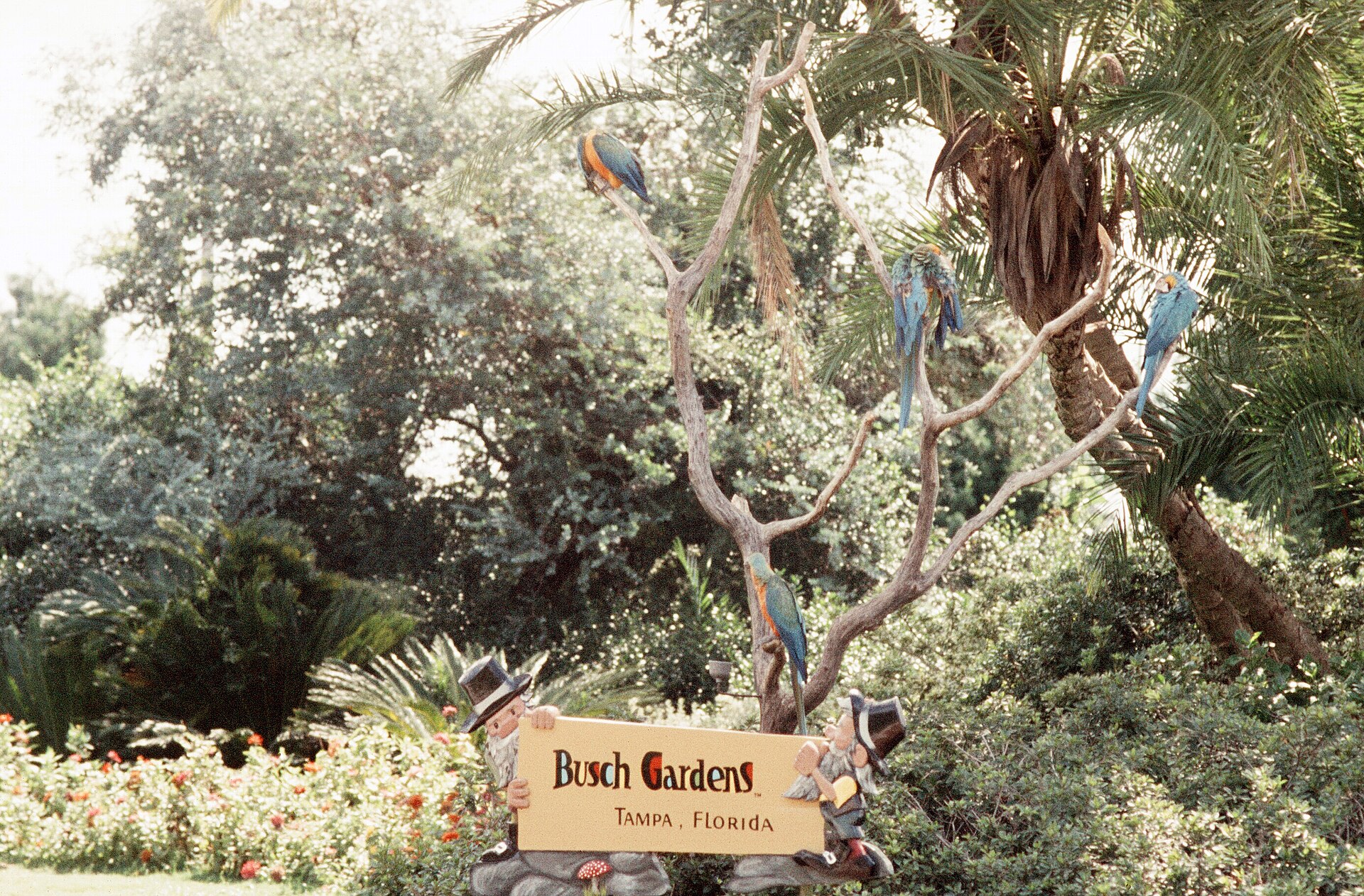Busch Gardens Tampa Height Requirements