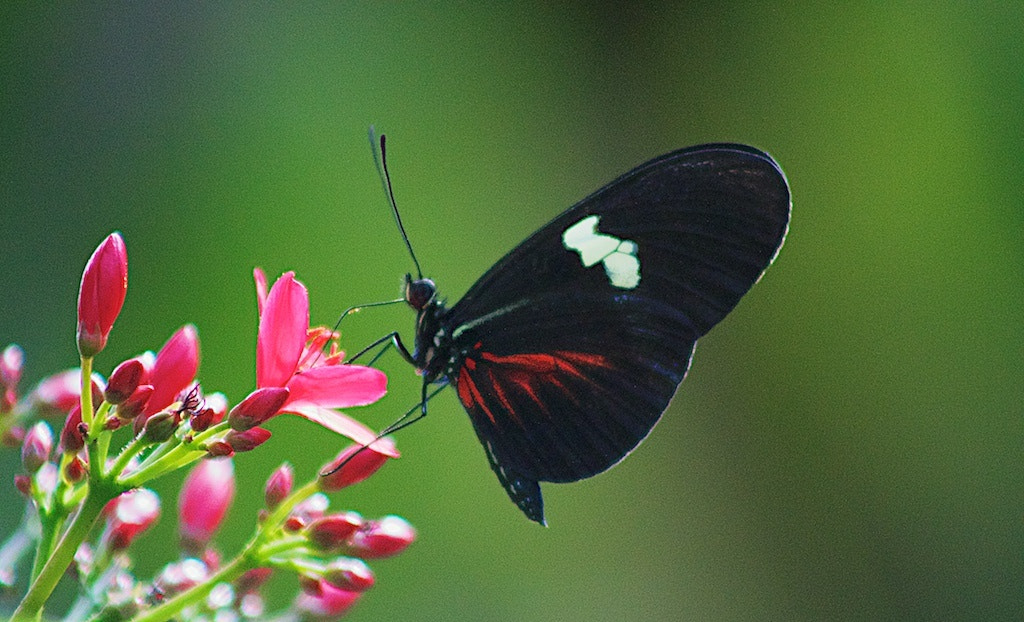 Butterfly Pavilion