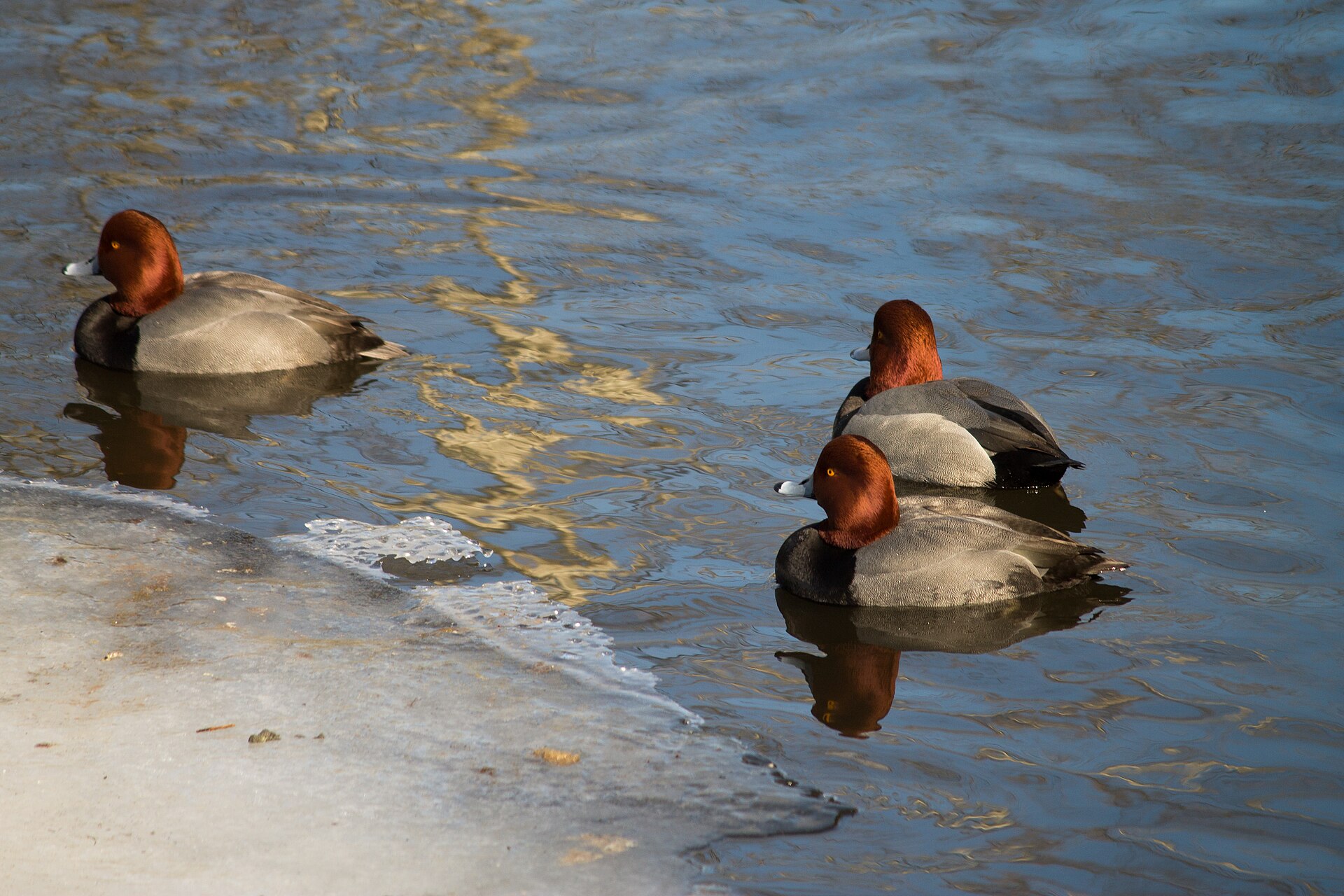 Buttonwood Park Zoo