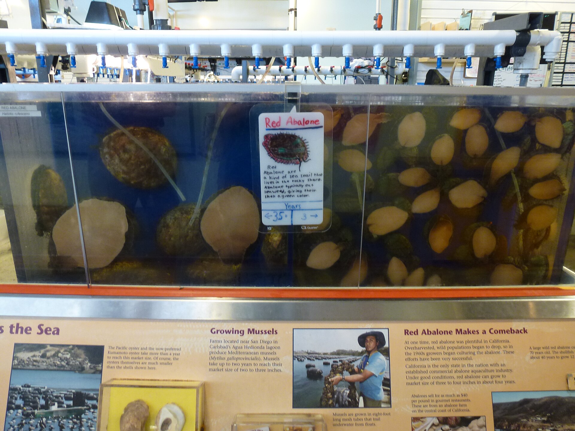 Cabrillo Marine Aquarium