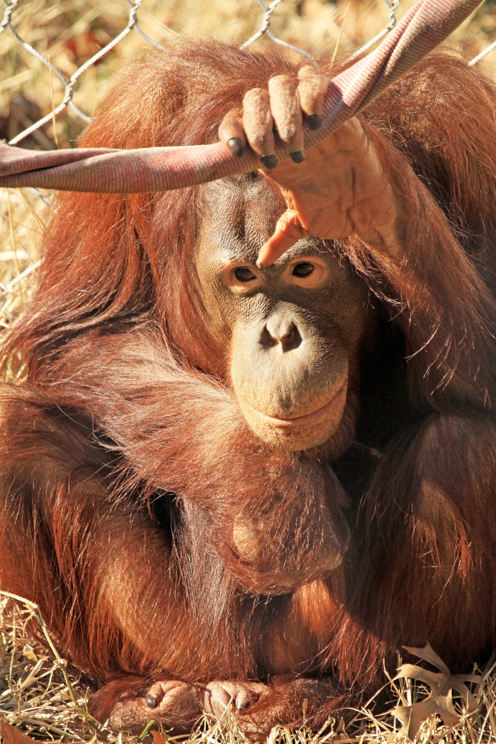 Cameron Park Zoo
