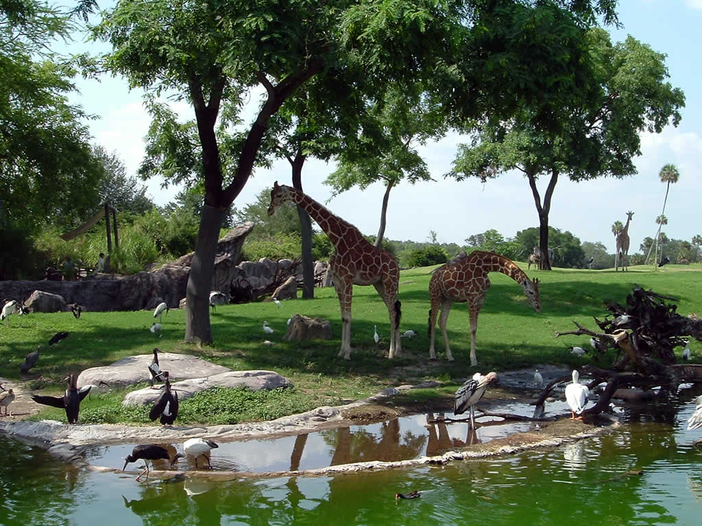 Christmas Town 2026 at Busch Gardens Tampa Bay