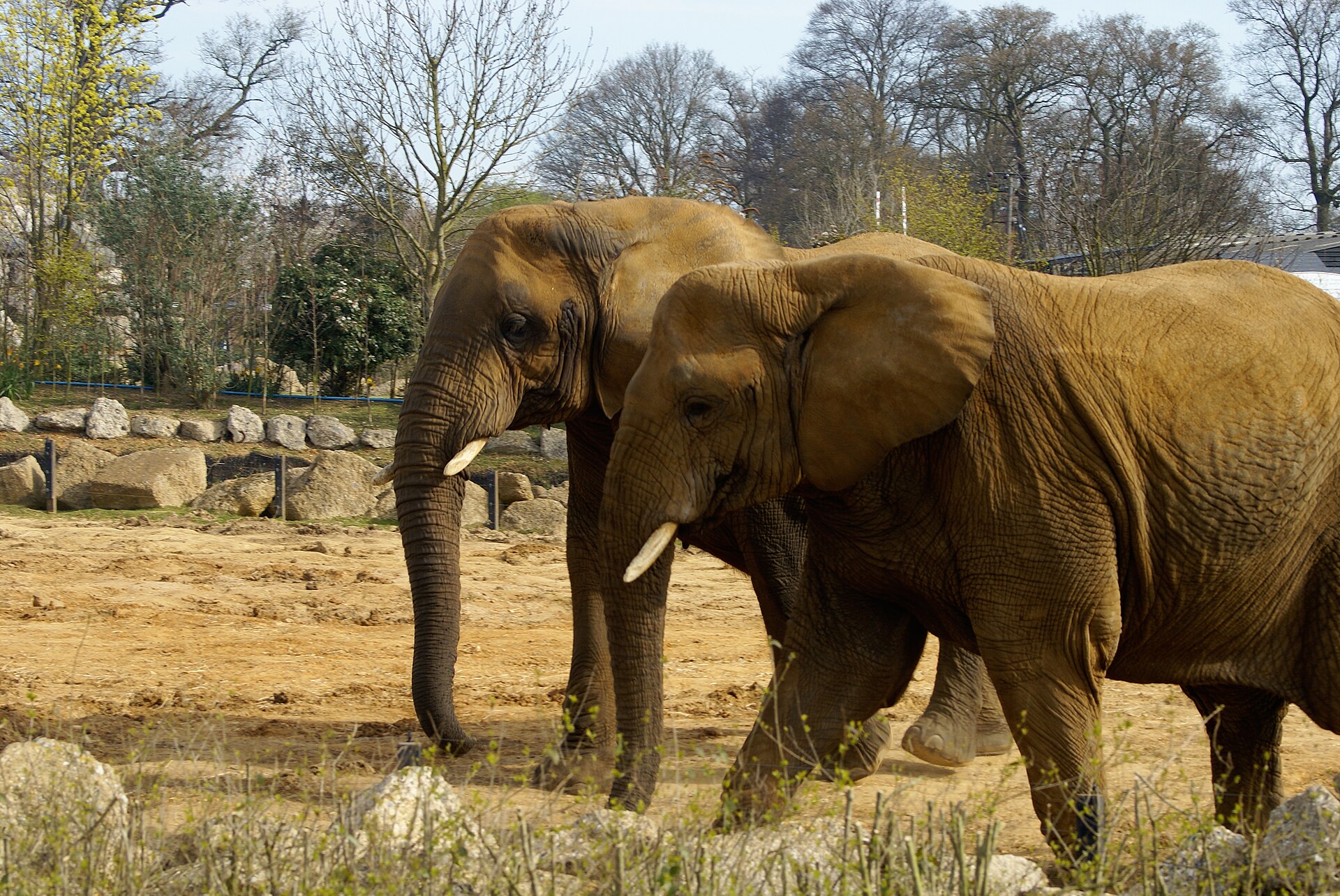 Colchester Zoo
