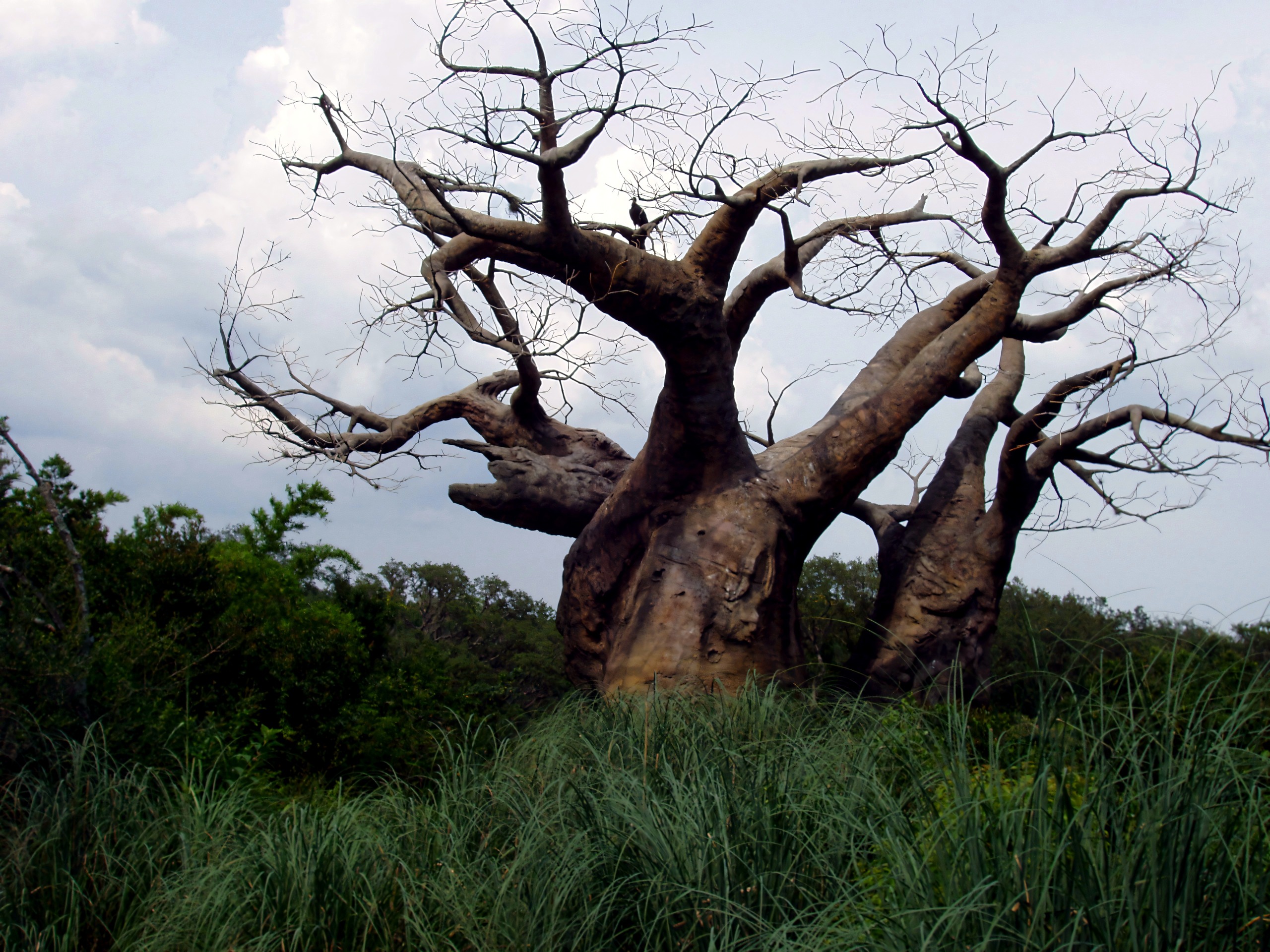 Bare baobab-style tree against cloudy sky, Disney's Animal Kingdom, June 2006