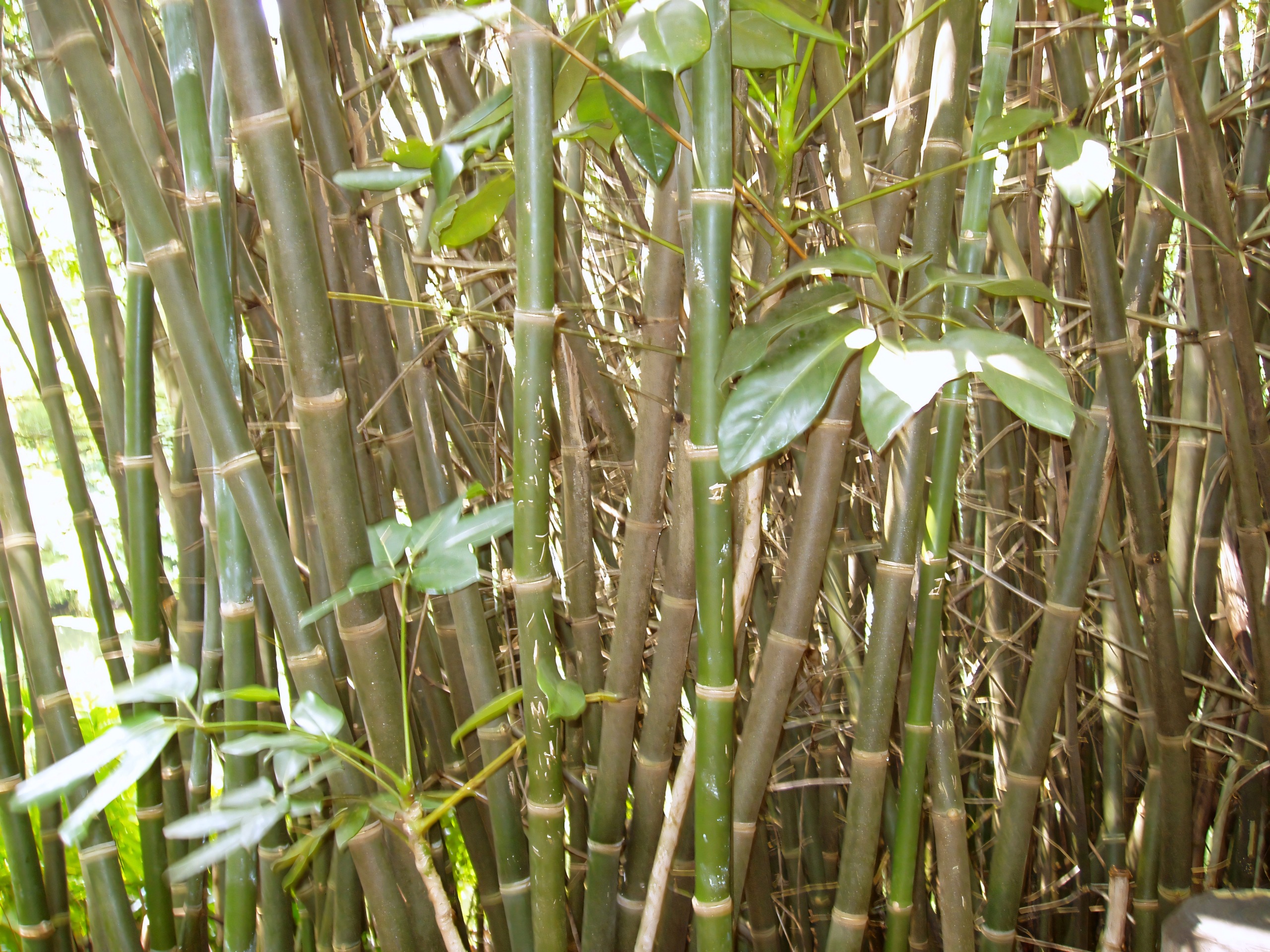 Close-up of bamboo stalks and leaves, Disney's Animal Kingdom, June 2006