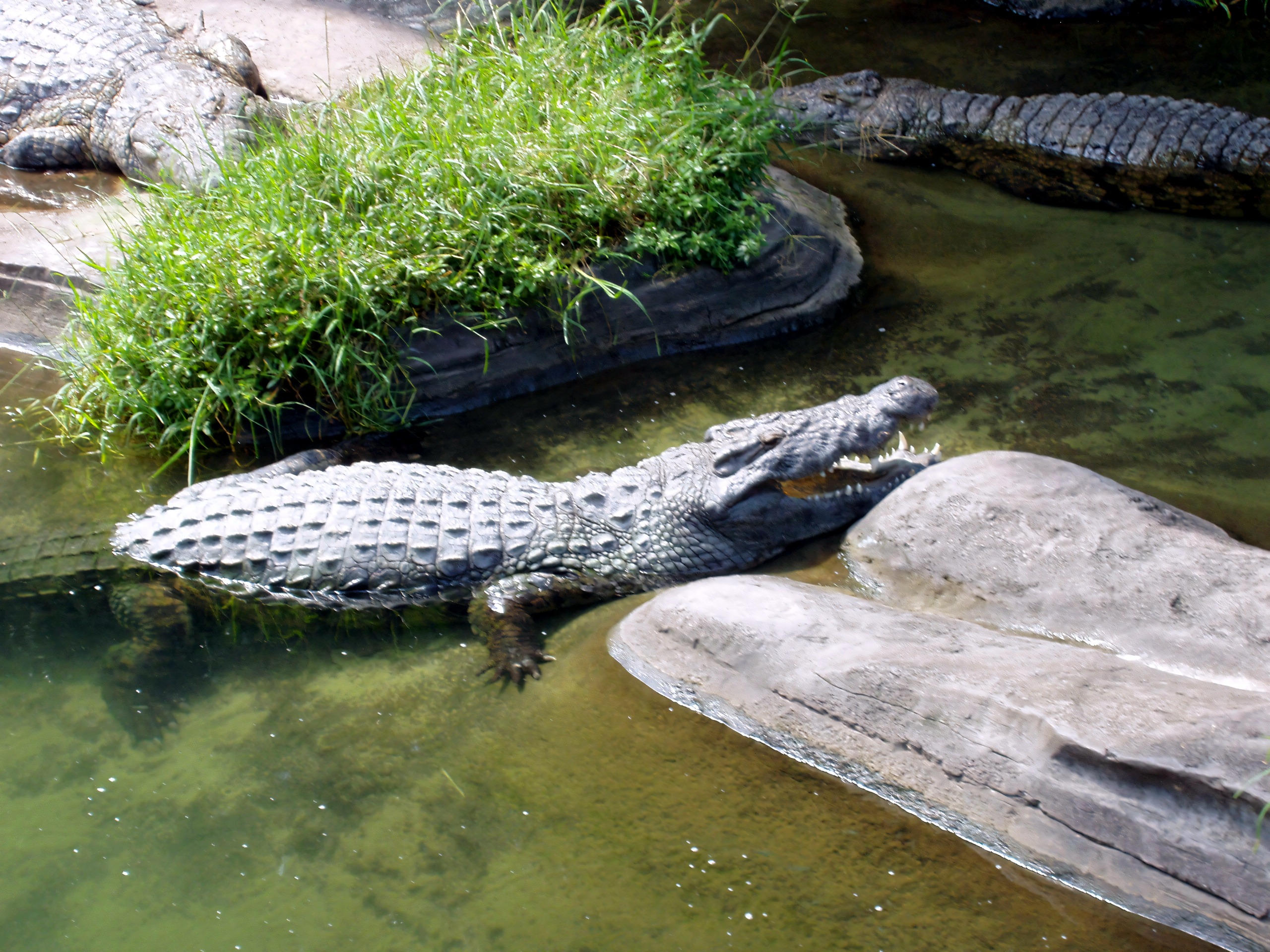 Crocodile resting in river on safari ride, Disney's Animal Kingdom, June 2006