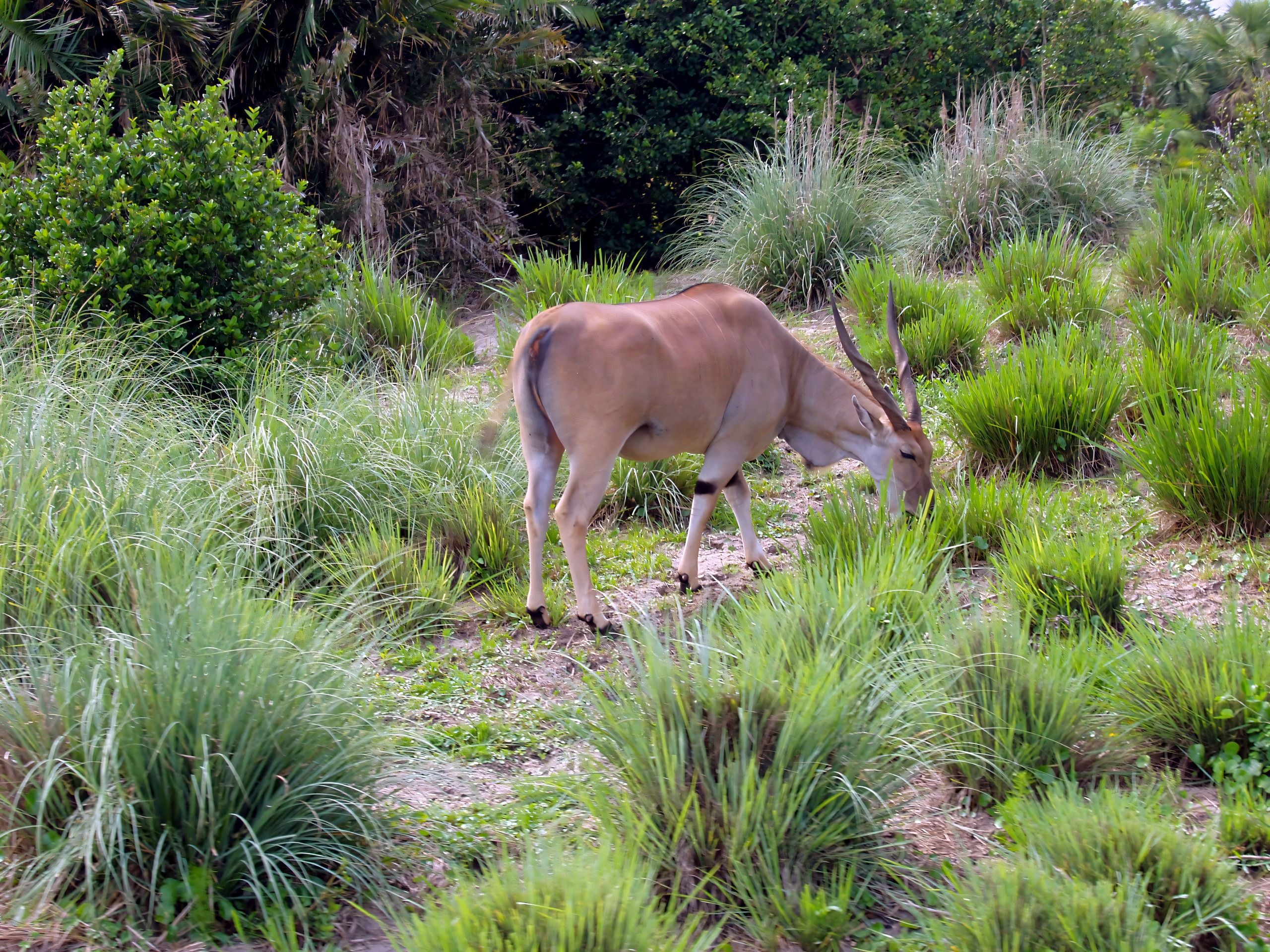 Eland grazing in tall grass on the safari savanna, Disney's Animal Kingdom, June 2006