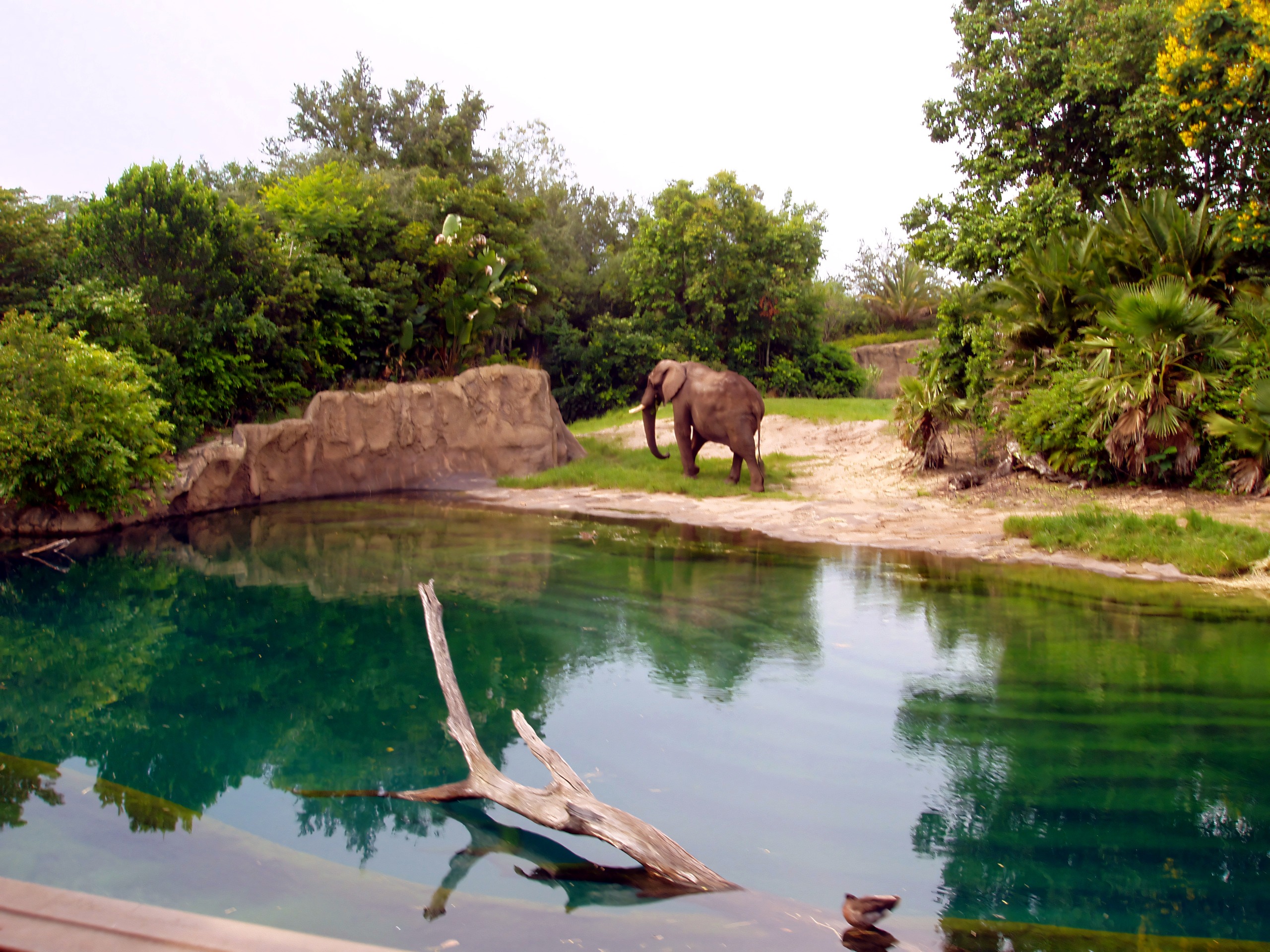 Elephant beside a watering hole on the safari trail, Disney's Animal Kingdom, June 2006