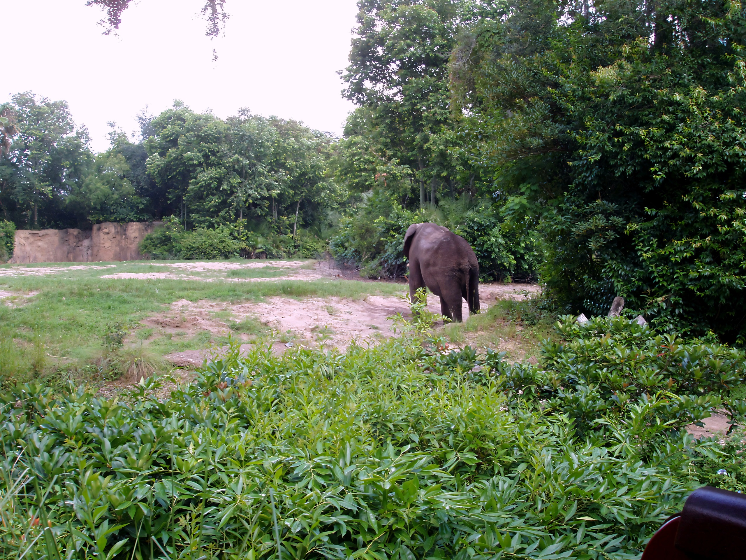 Elephant walking across sandy clearing near tree line, Disney's Animal Kingdom, June 2006