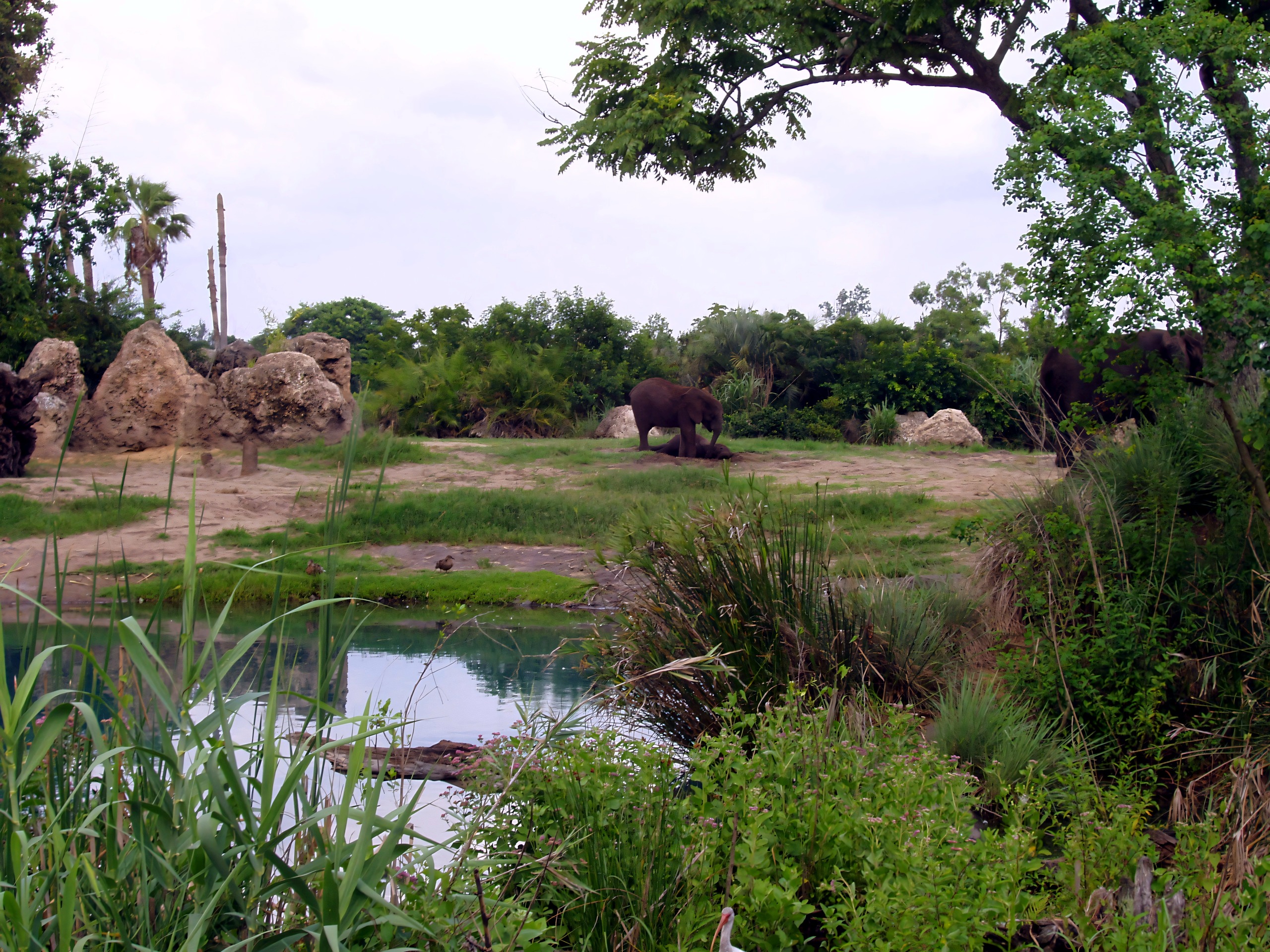 Elephants at watering hole, savanna scene, Disney's Animal Kingdom, June 2006