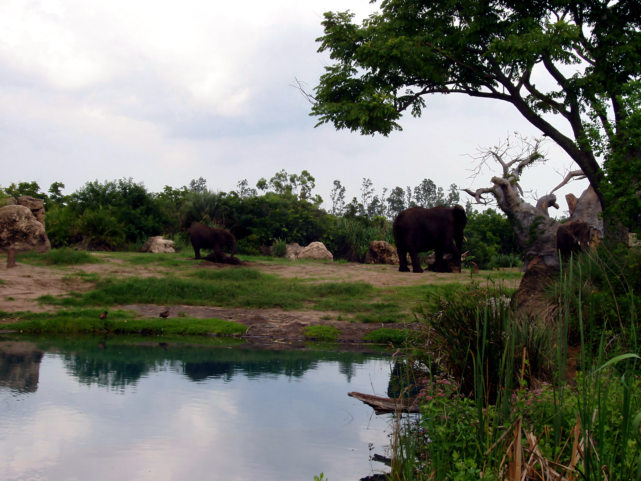 Elephants near watering hole under baobab-like tree, Disney's Animal Kingdom, June 2006