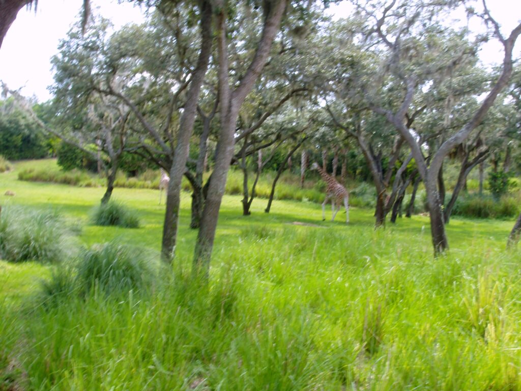 Giraffes grazing among trees on Kilimanjaro Safaris savanna, Disney's Animal Kingdom, June 2006