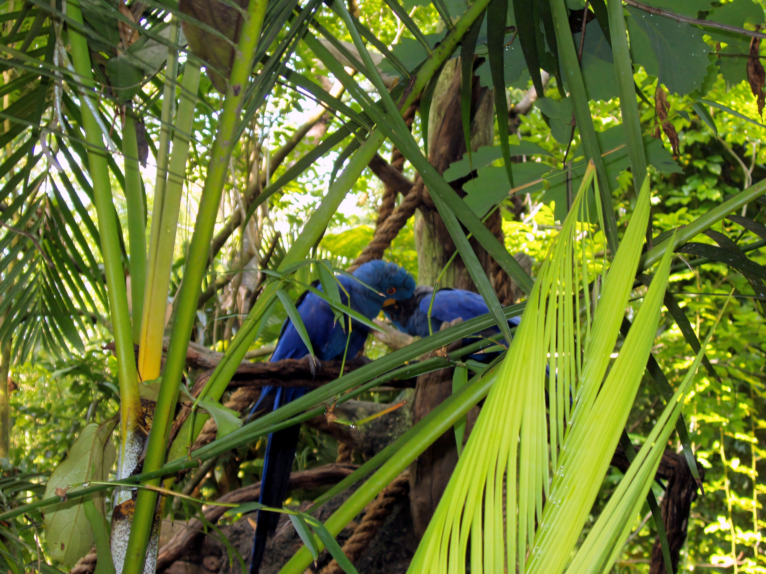 Hyacinth macaws among palm fronds in jungle aviary, Disney's Animal Kingdom, June 2006