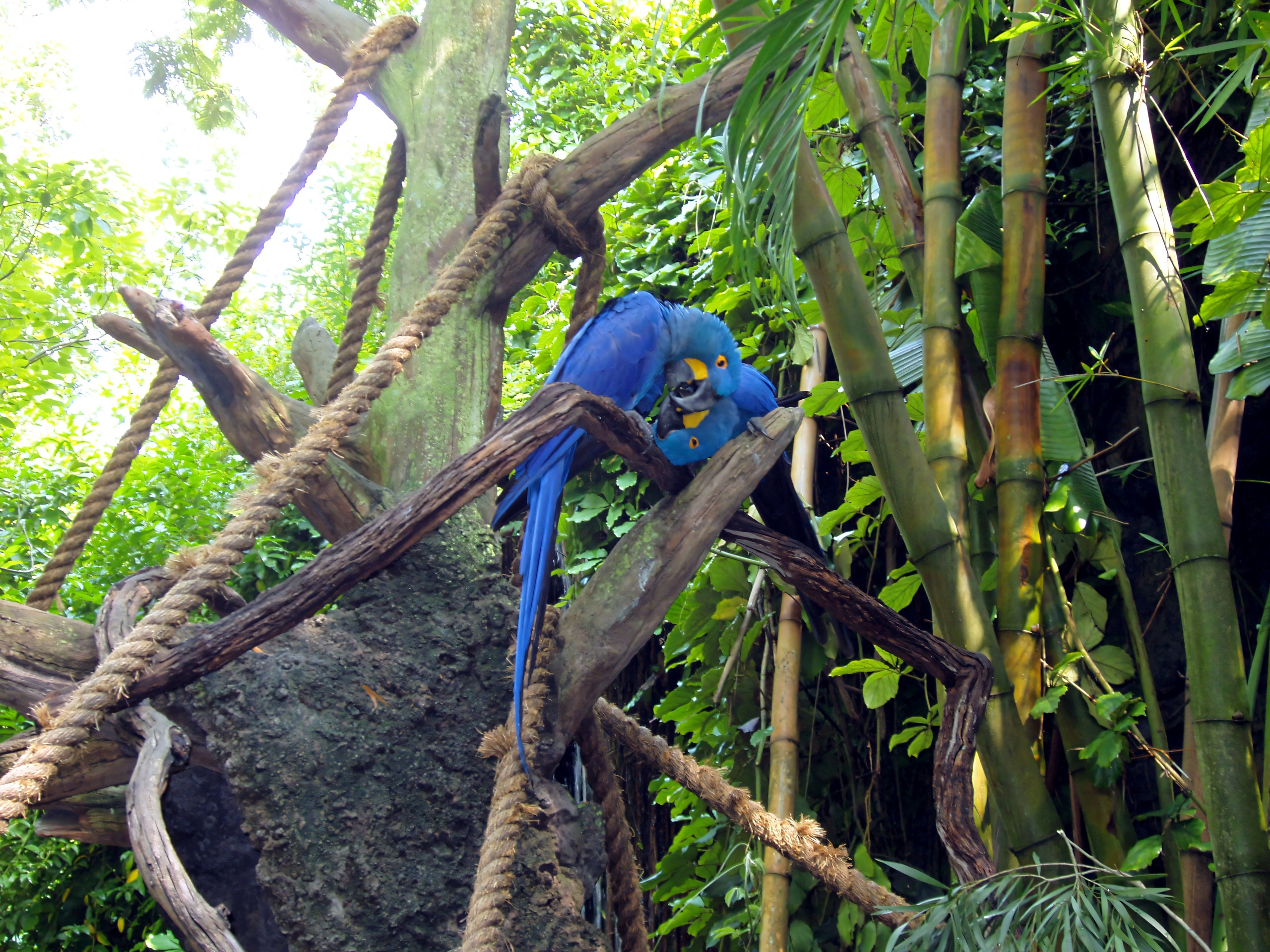 Hyacinth macaws perched on rope in jungle aviary, Disney's Animal Kingdom, June 2006