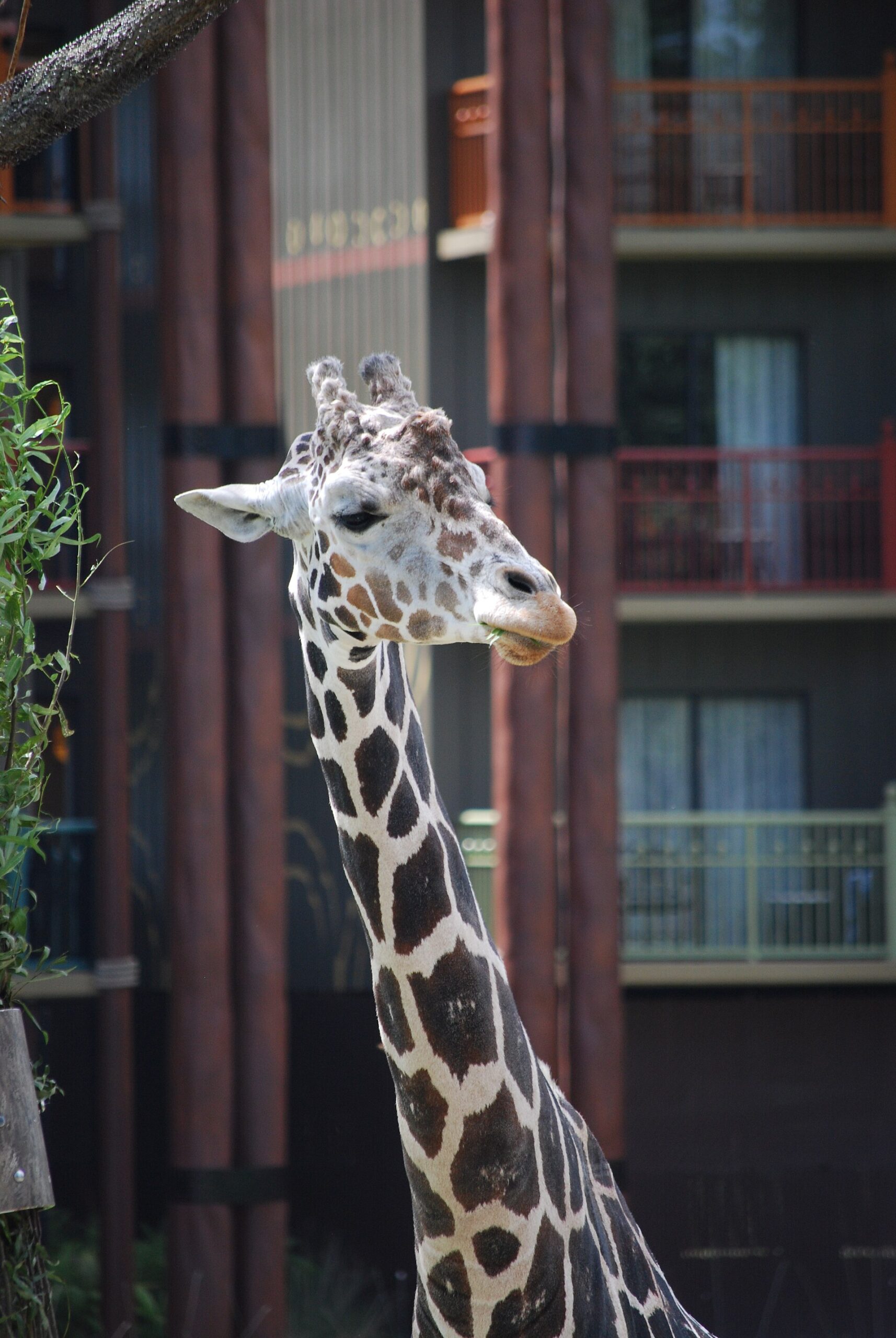 Disney's Animal Kingdom Lodge