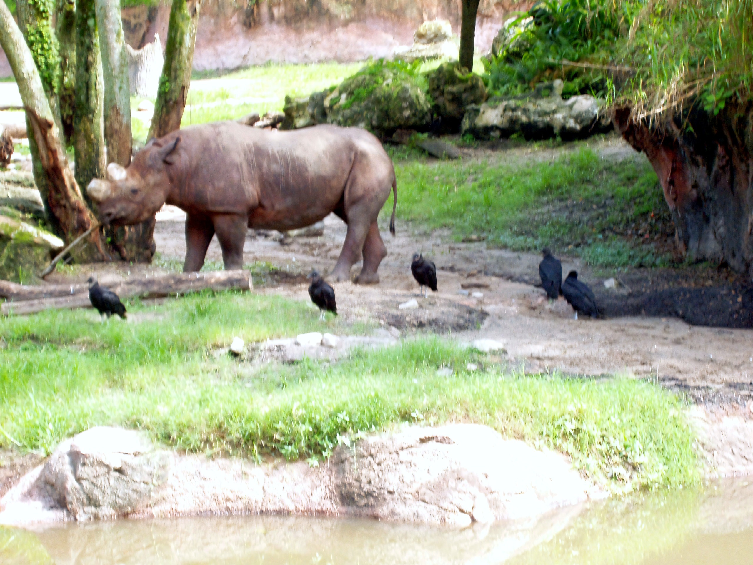 Rhino with vultures on savanna, Kilimanjaro Safaris, Disney's Animal Kingdom, June 2006
