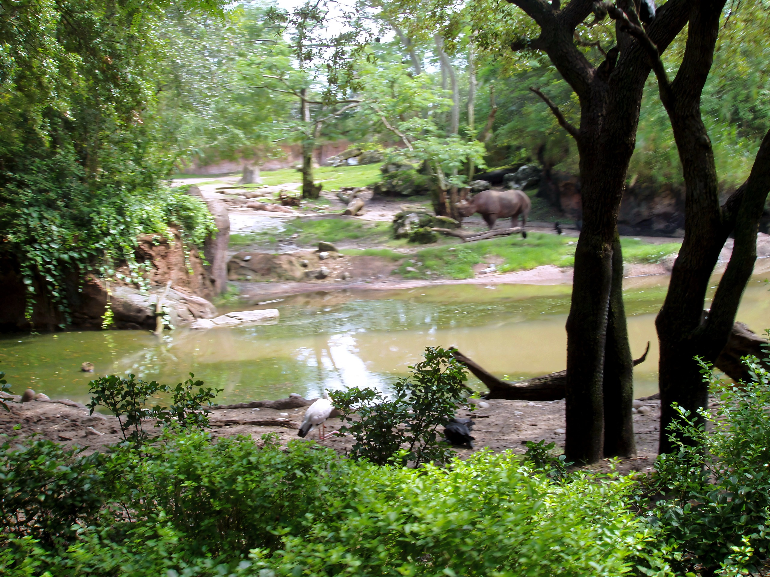 Savanna watering hole with distant animals, Disney's Animal Kingdom, June 2006