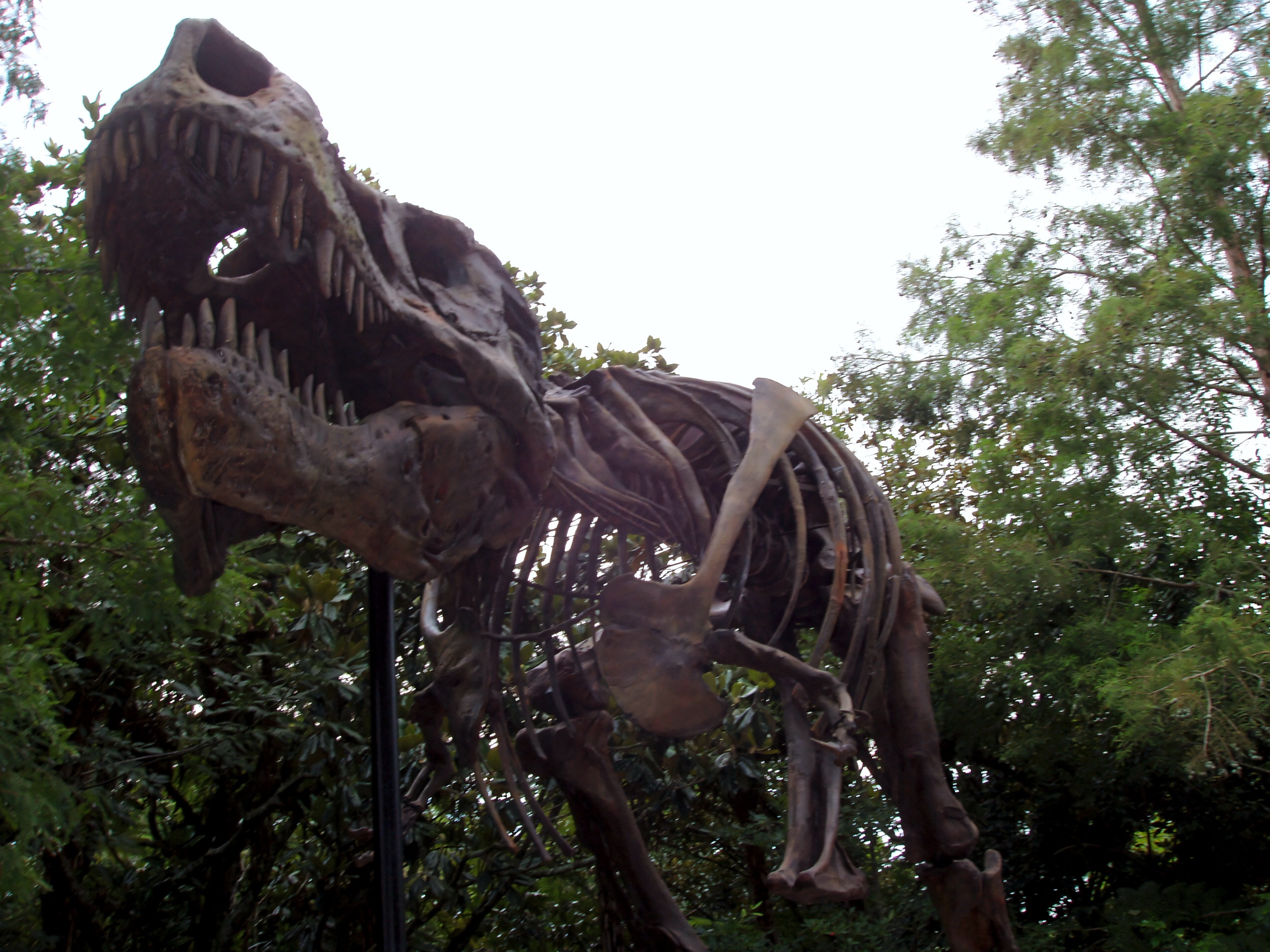 T-Rex skeleton display near DINOSAUR attraction, Disney's Animal Kingdom, June 2006