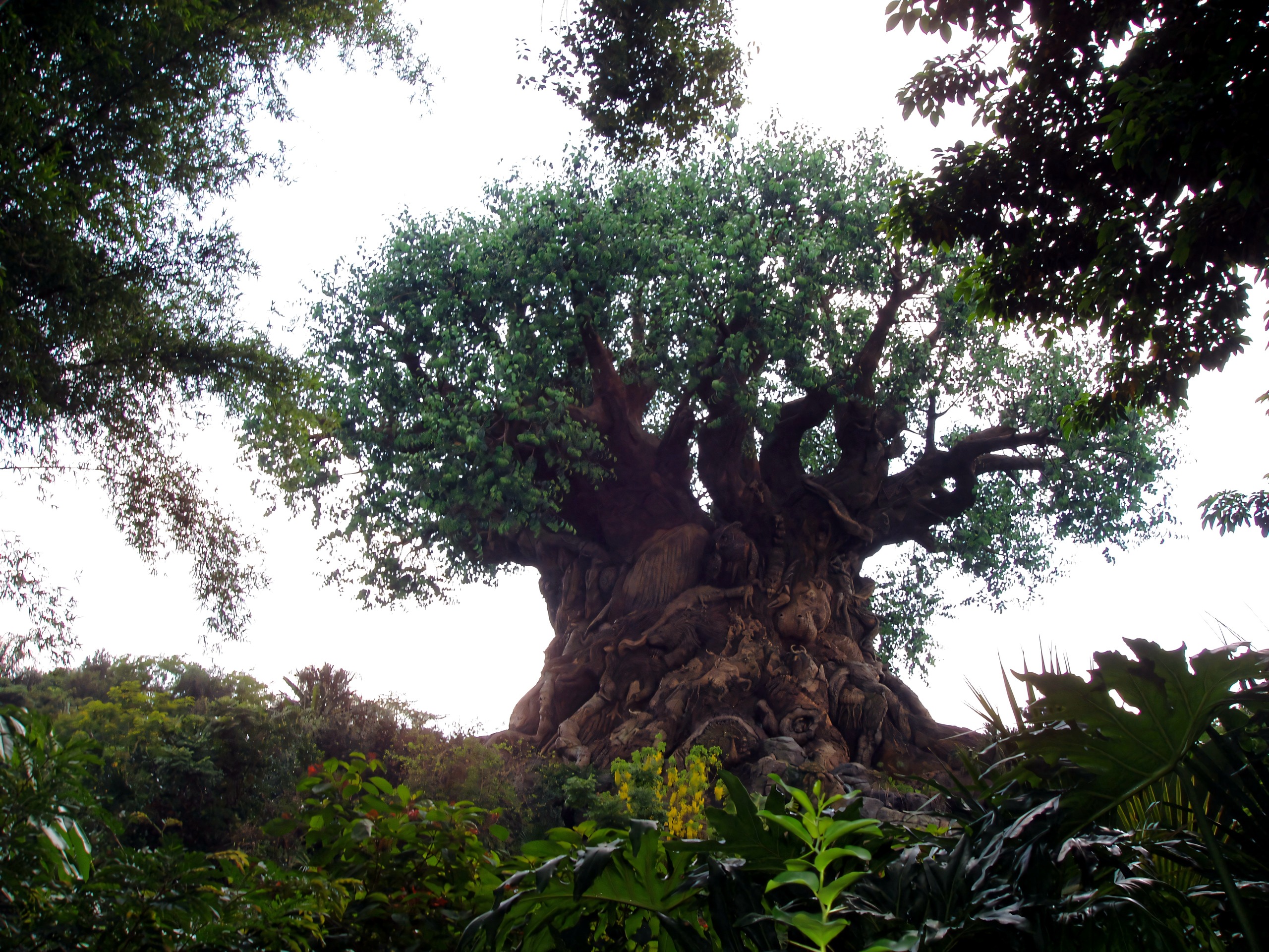 Tree of Life iconic carved tree structure, Disney's Animal Kingdom, June 2006
