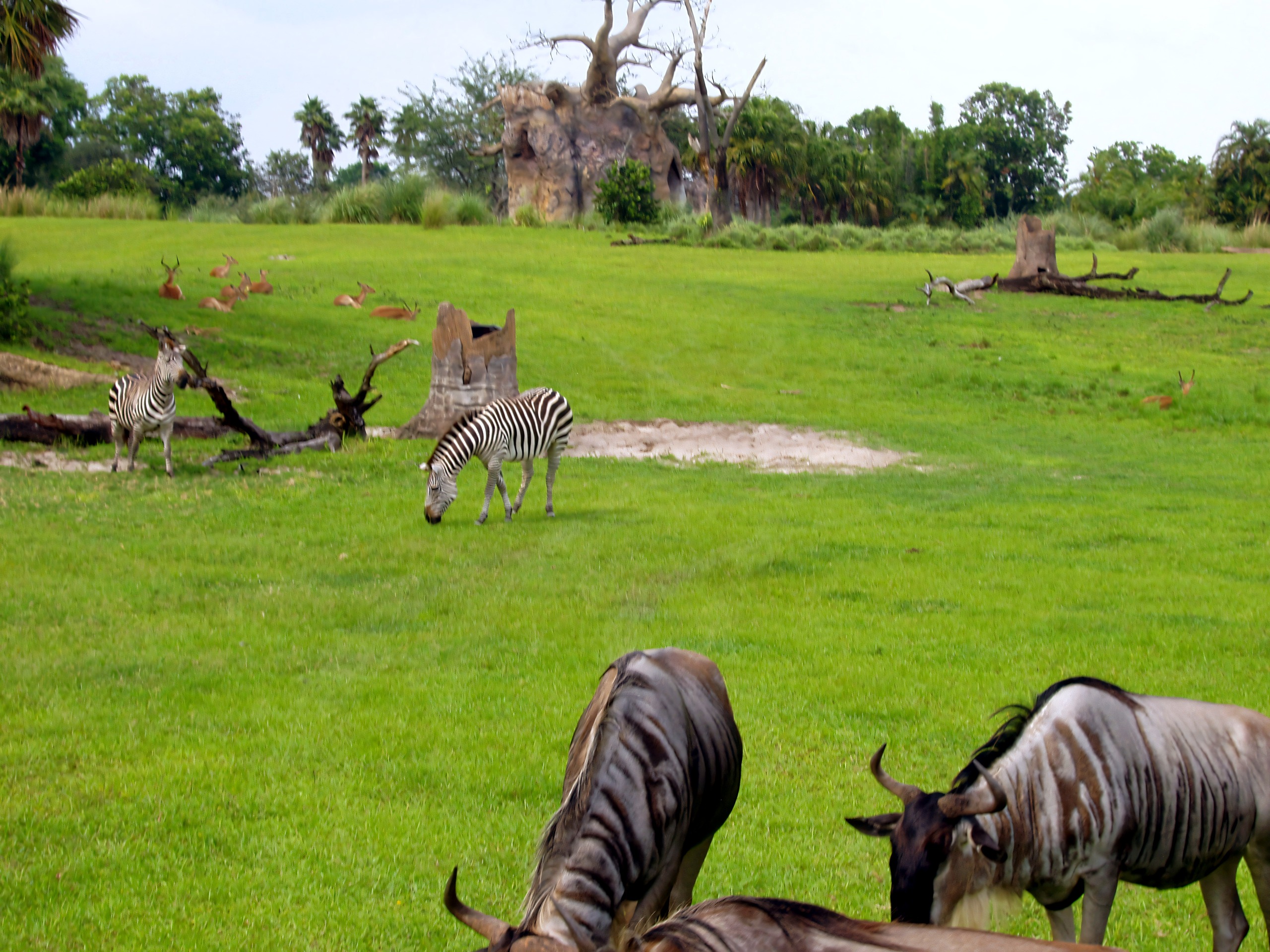 Zebras and wildebeest grazing on the safari savanna, Disney's Animal Kingdom, June 2006