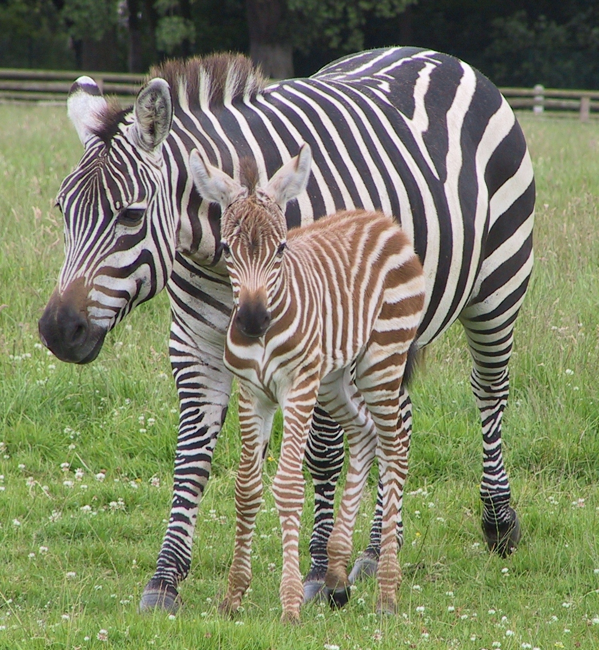 Fota Wildlife Park