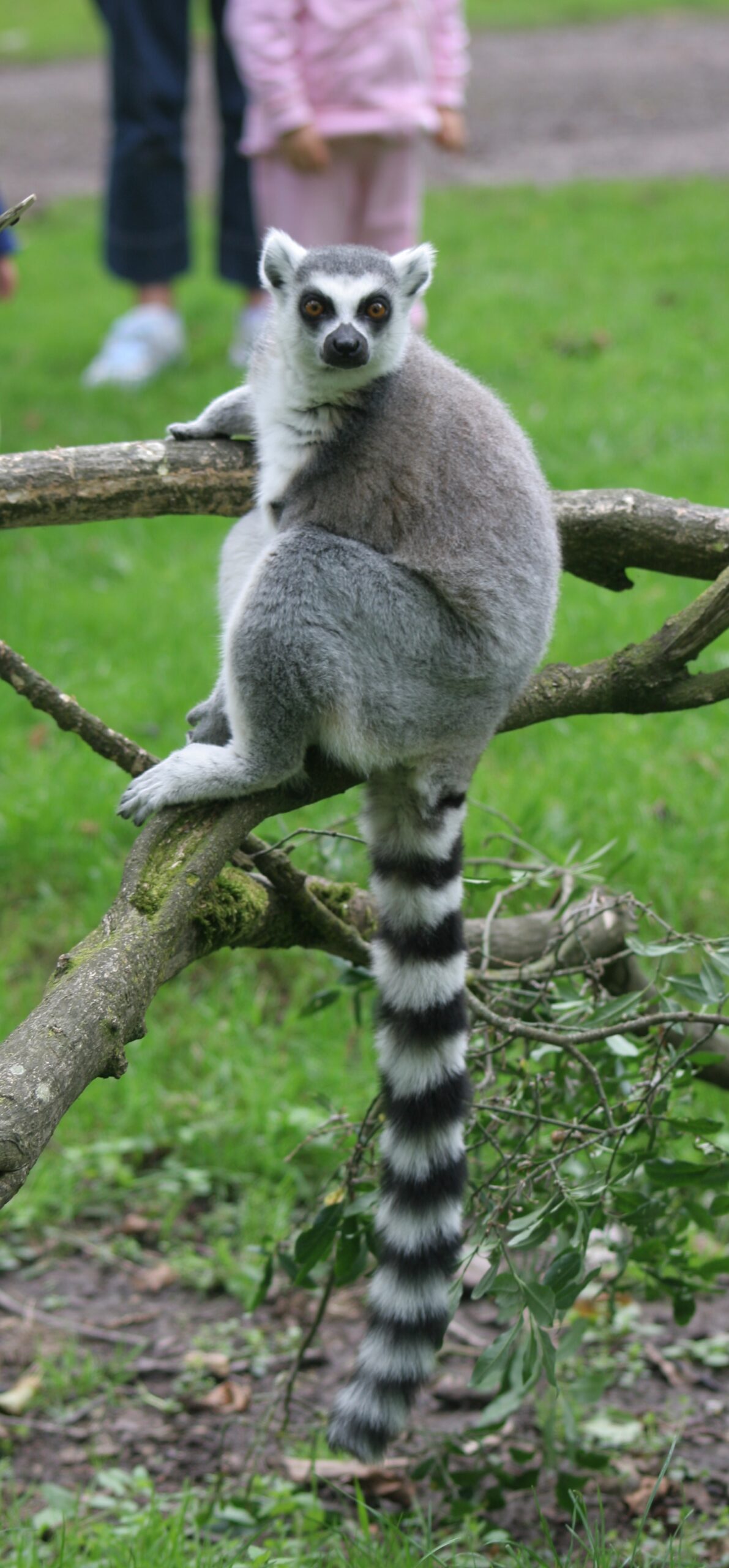 Fota Wildlife Park