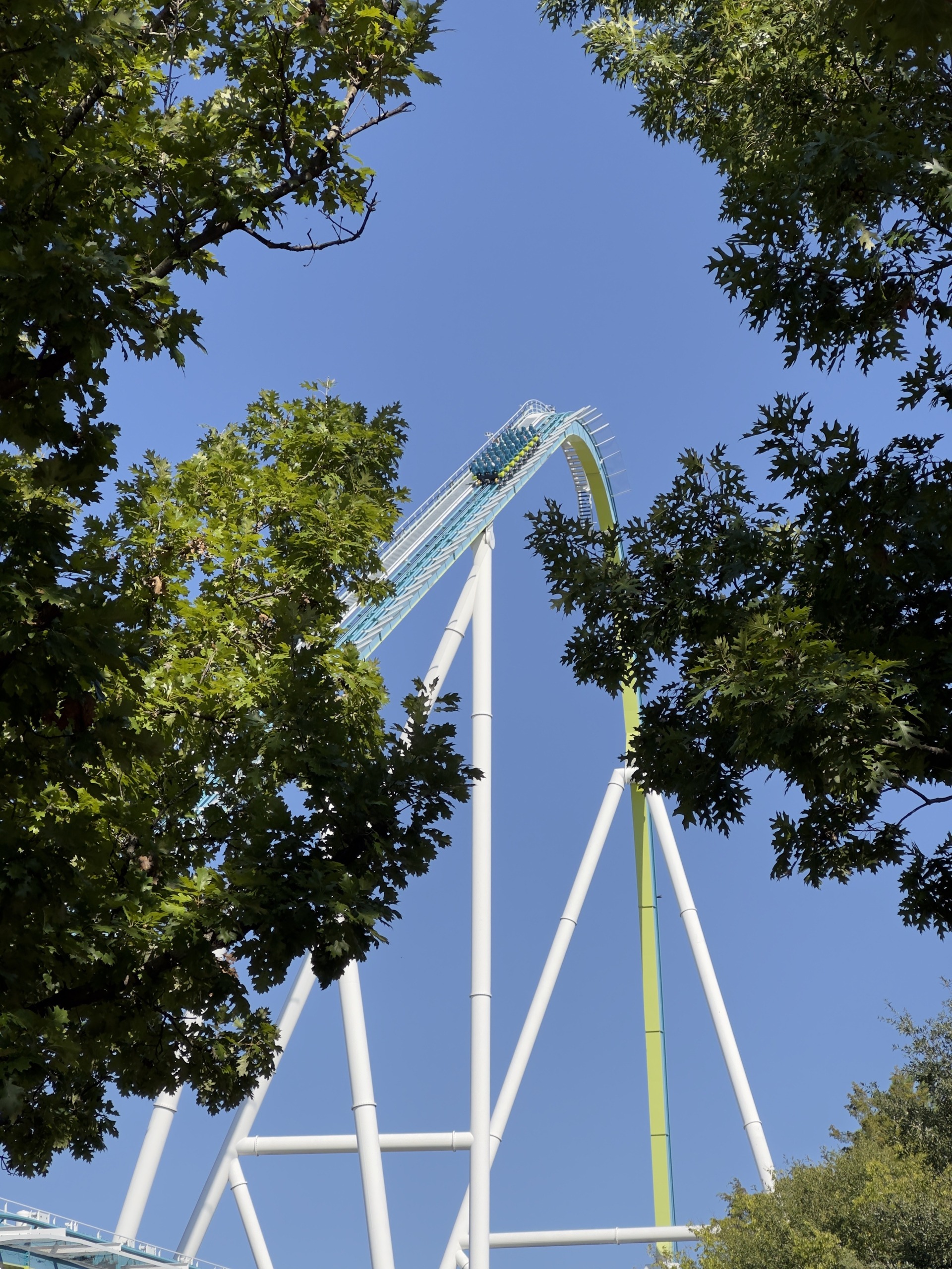 Fury 325's lift and white supports seen through the oaks, Carowinds, October 2024