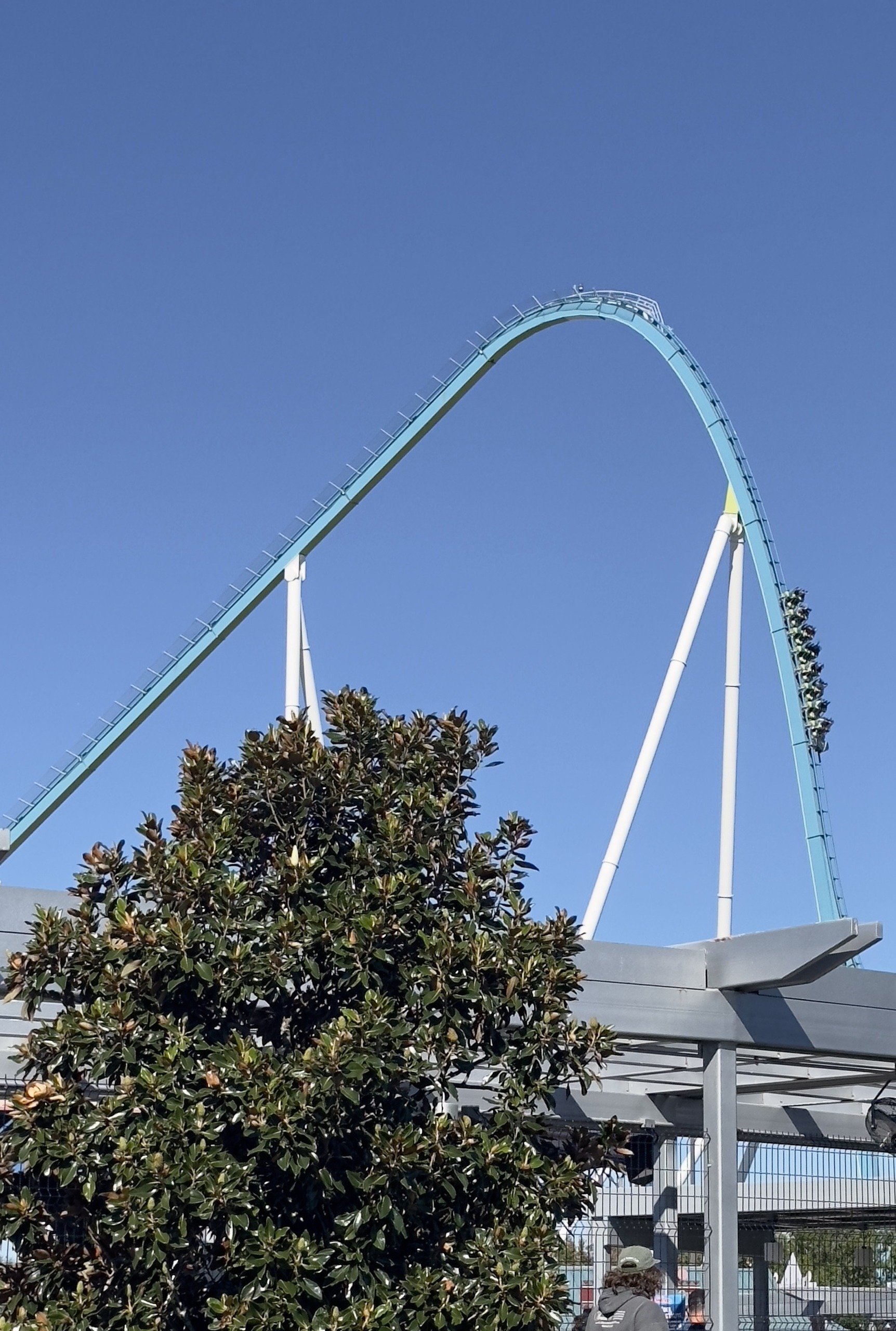 Fury 325's lift crest seen from the entrance plaza over a magnolia tree, Carowinds, October 2024