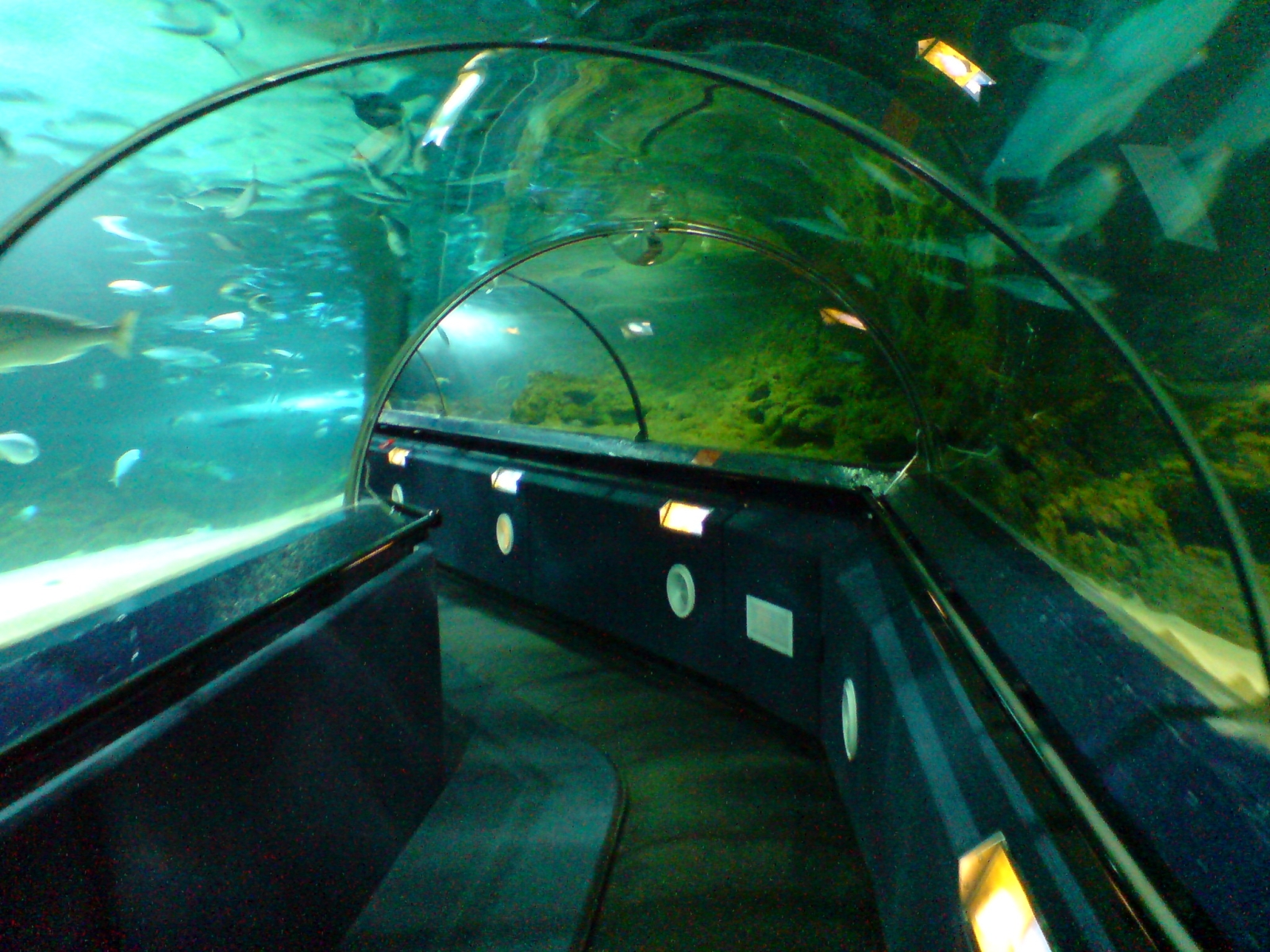 Kelly Tarlton's Sea Life Aquarium