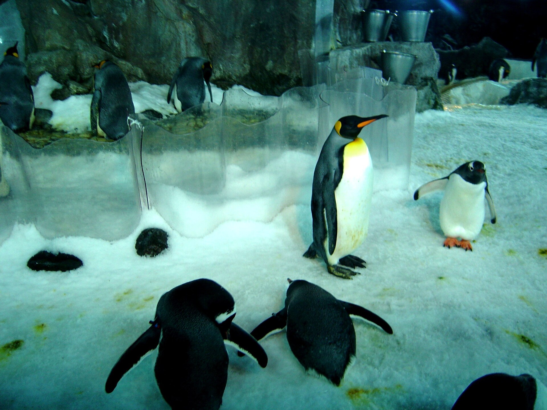 Kelly Tarlton's Sea Life Aquarium
