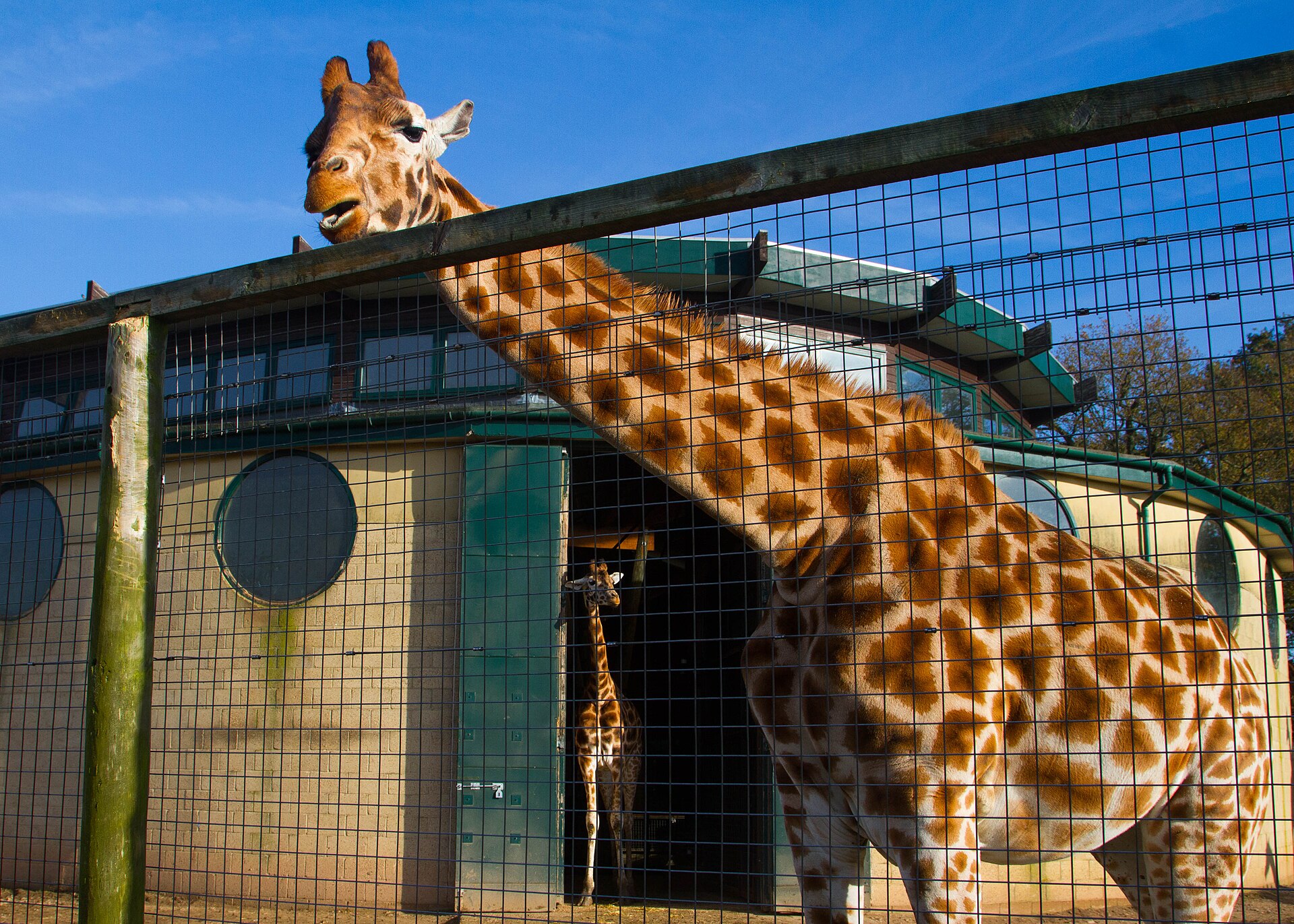 Marwell Zoo