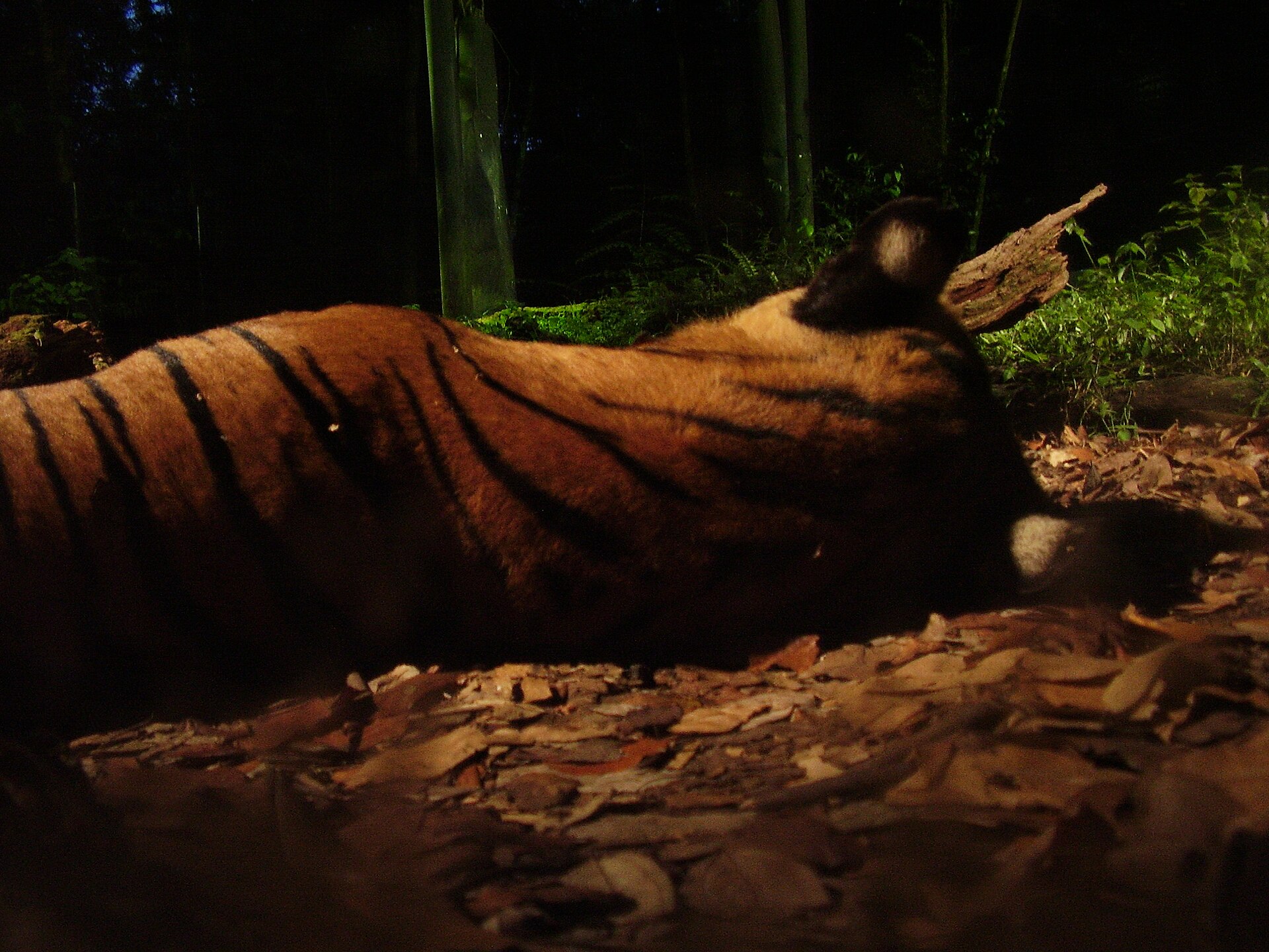 Night Safari