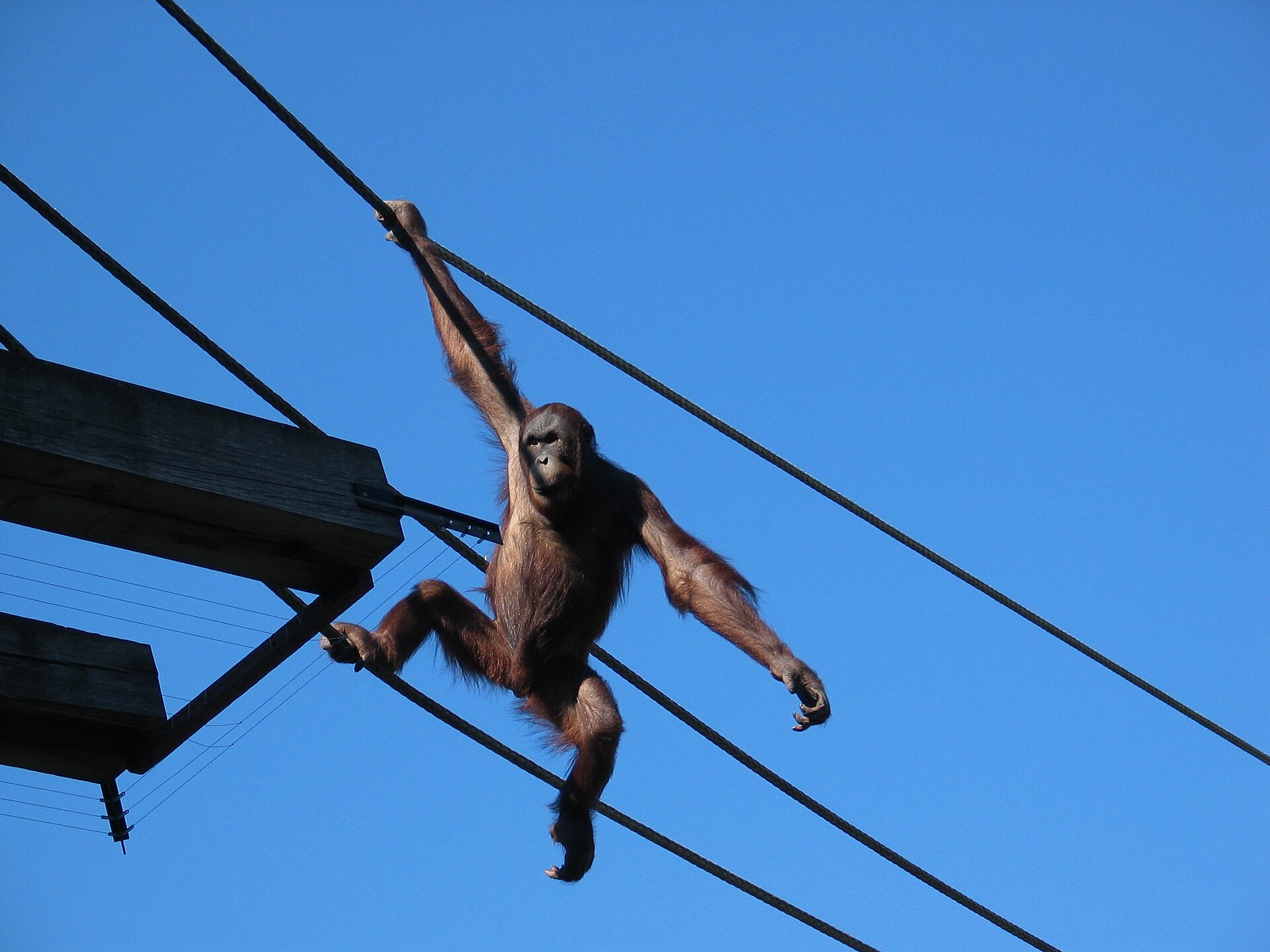 Ouwehands Dierenpark