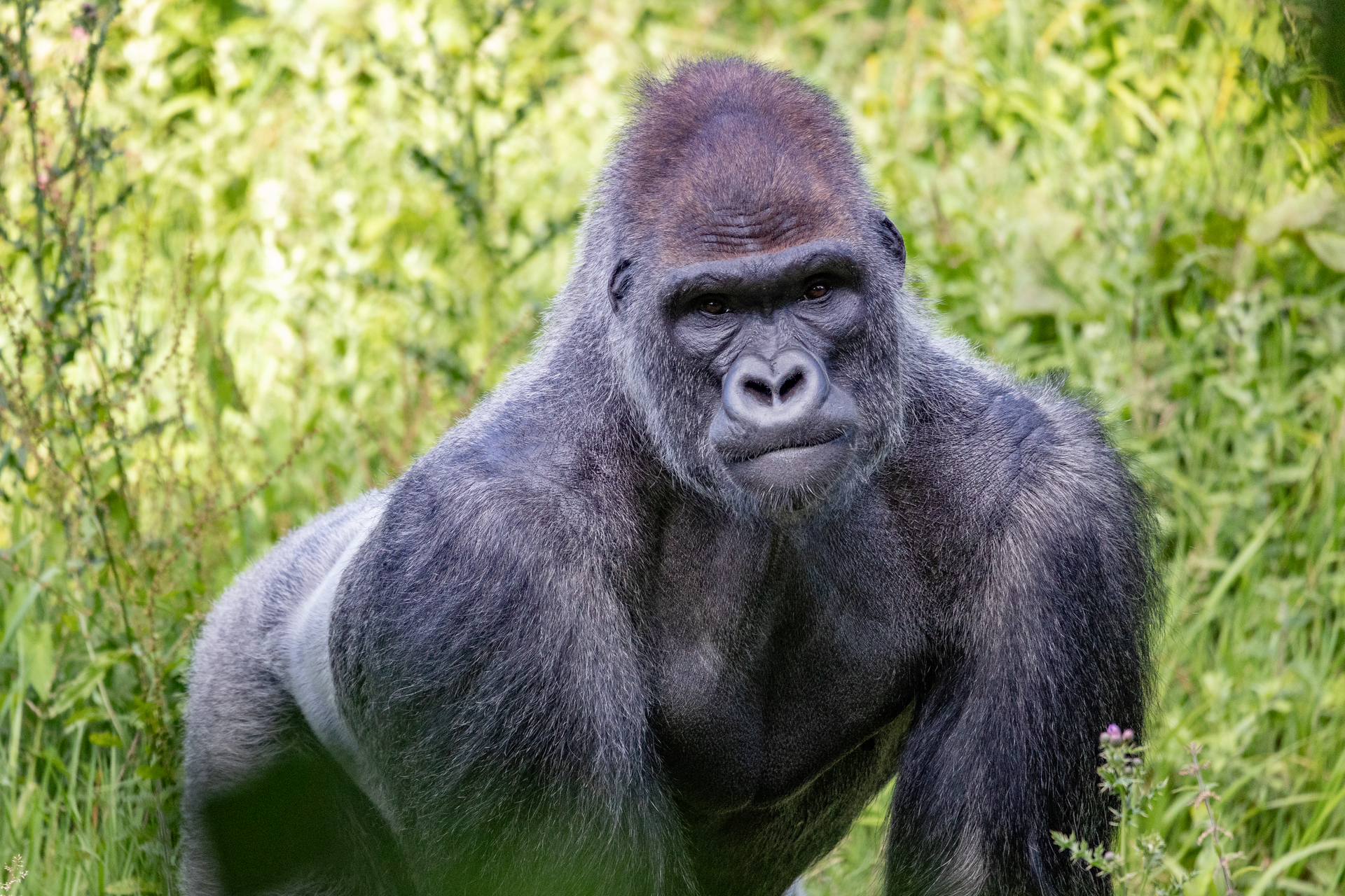 Paignton Zoo