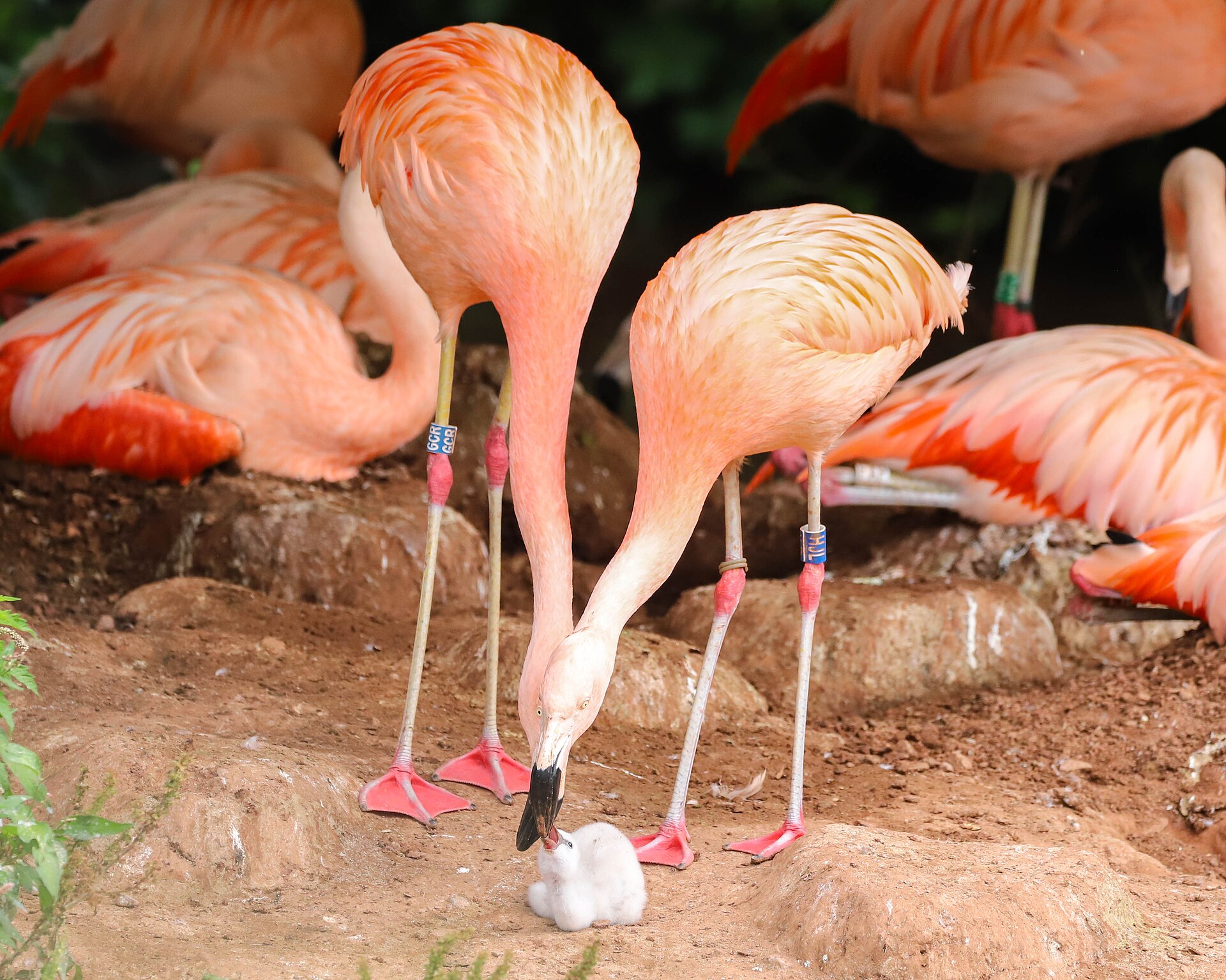 Paignton Zoo