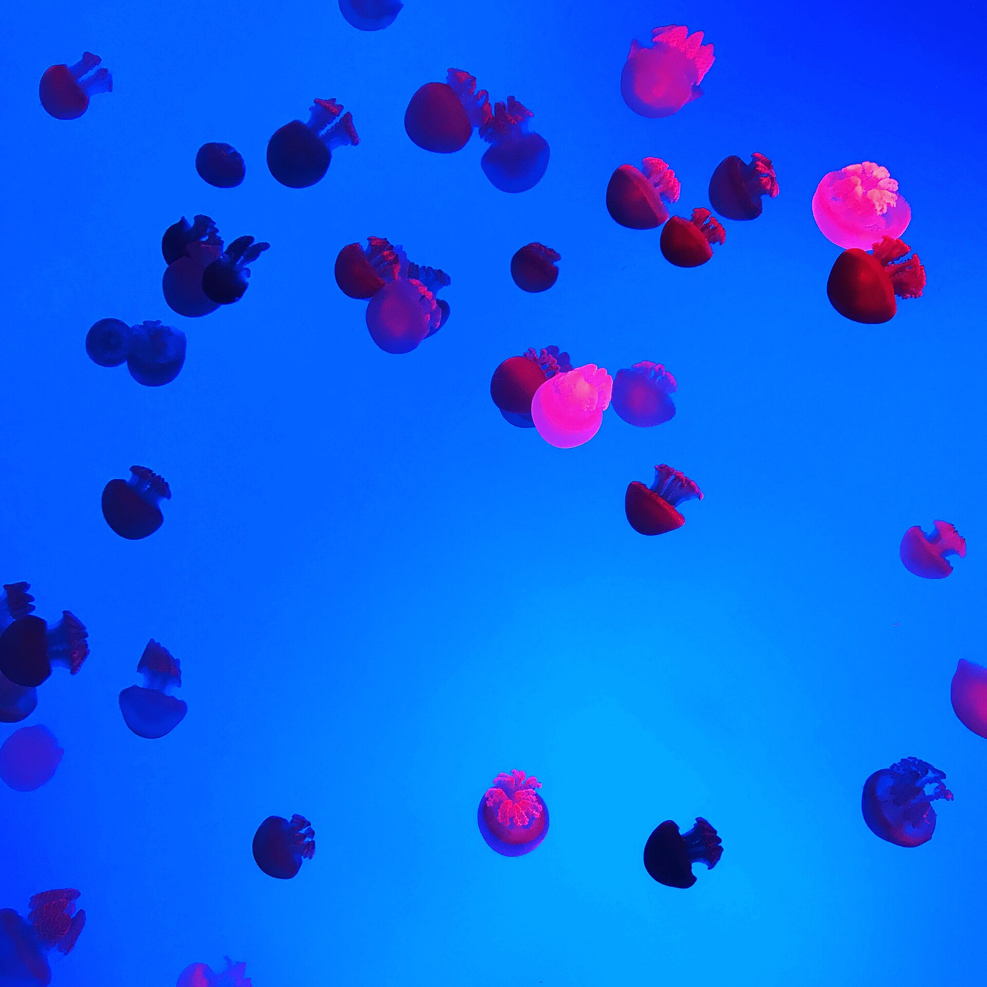 Shanghai Ocean Aquarium