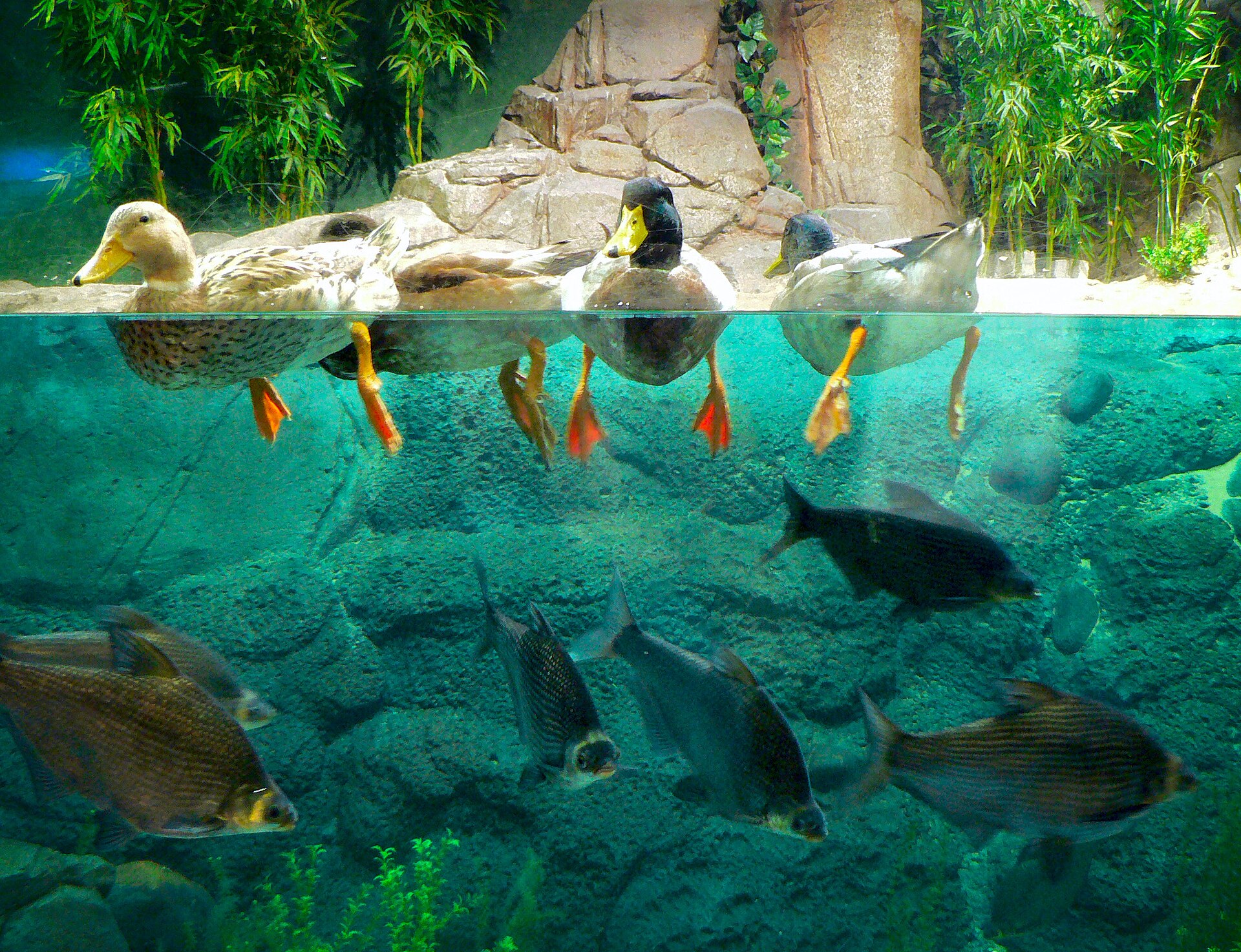 Shanghai Ocean Aquarium