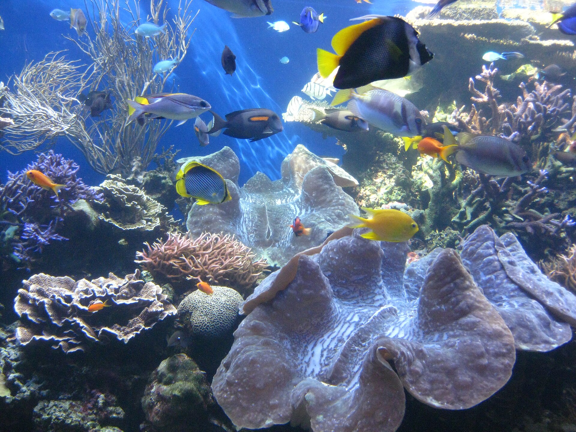 Waikīkī Aquarium