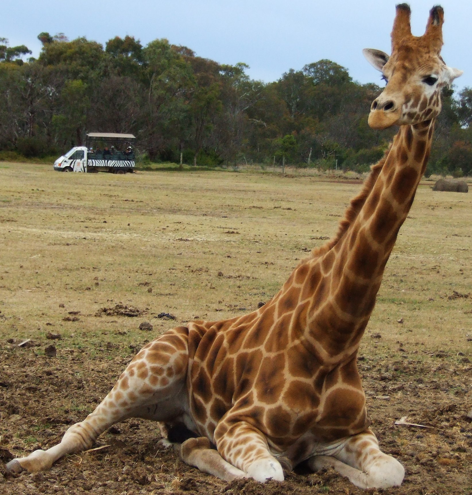 Werribee Open Range Zoo