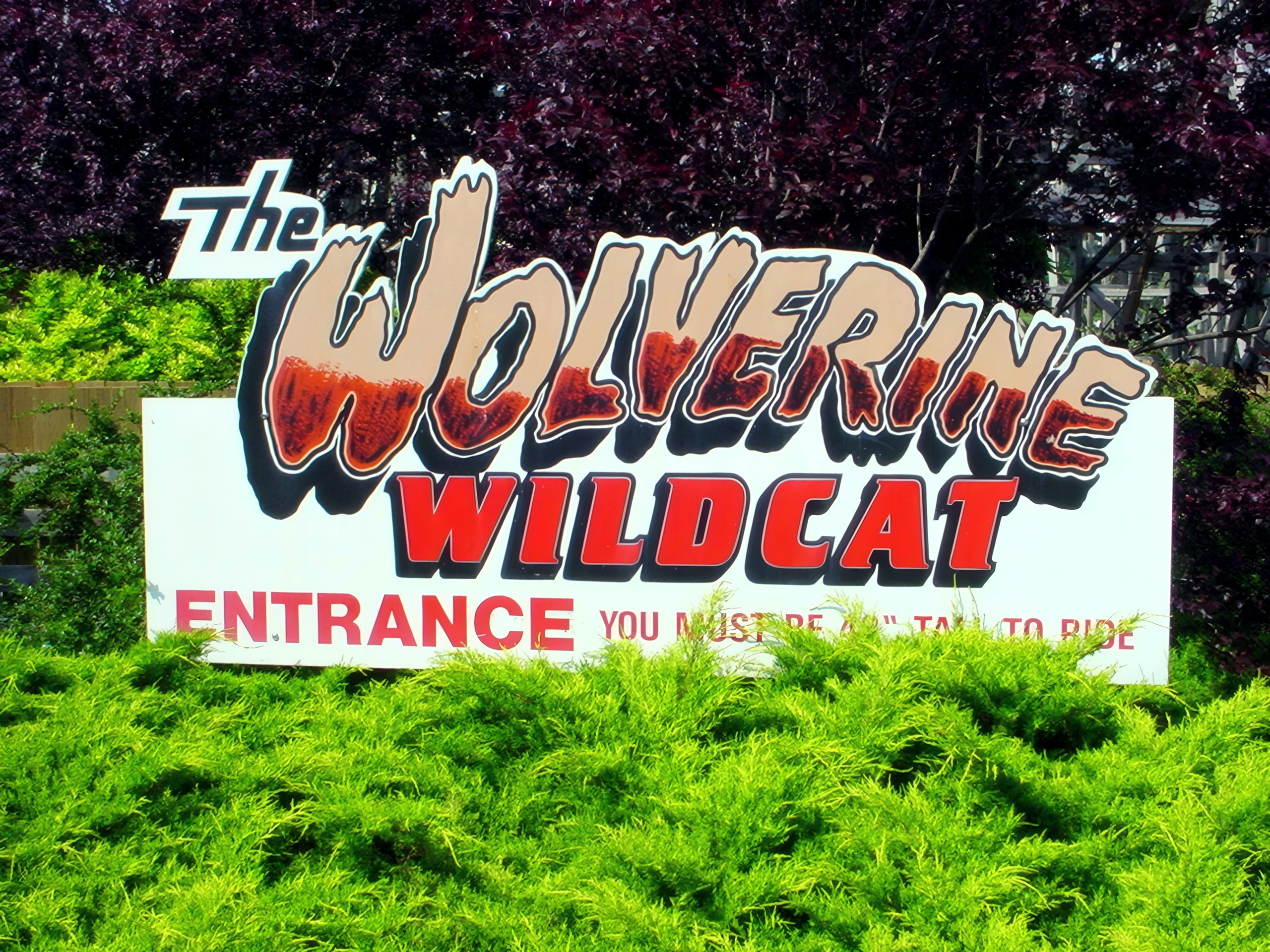 The Wolverine Wildcat entrance sign among the bushes, June 2002