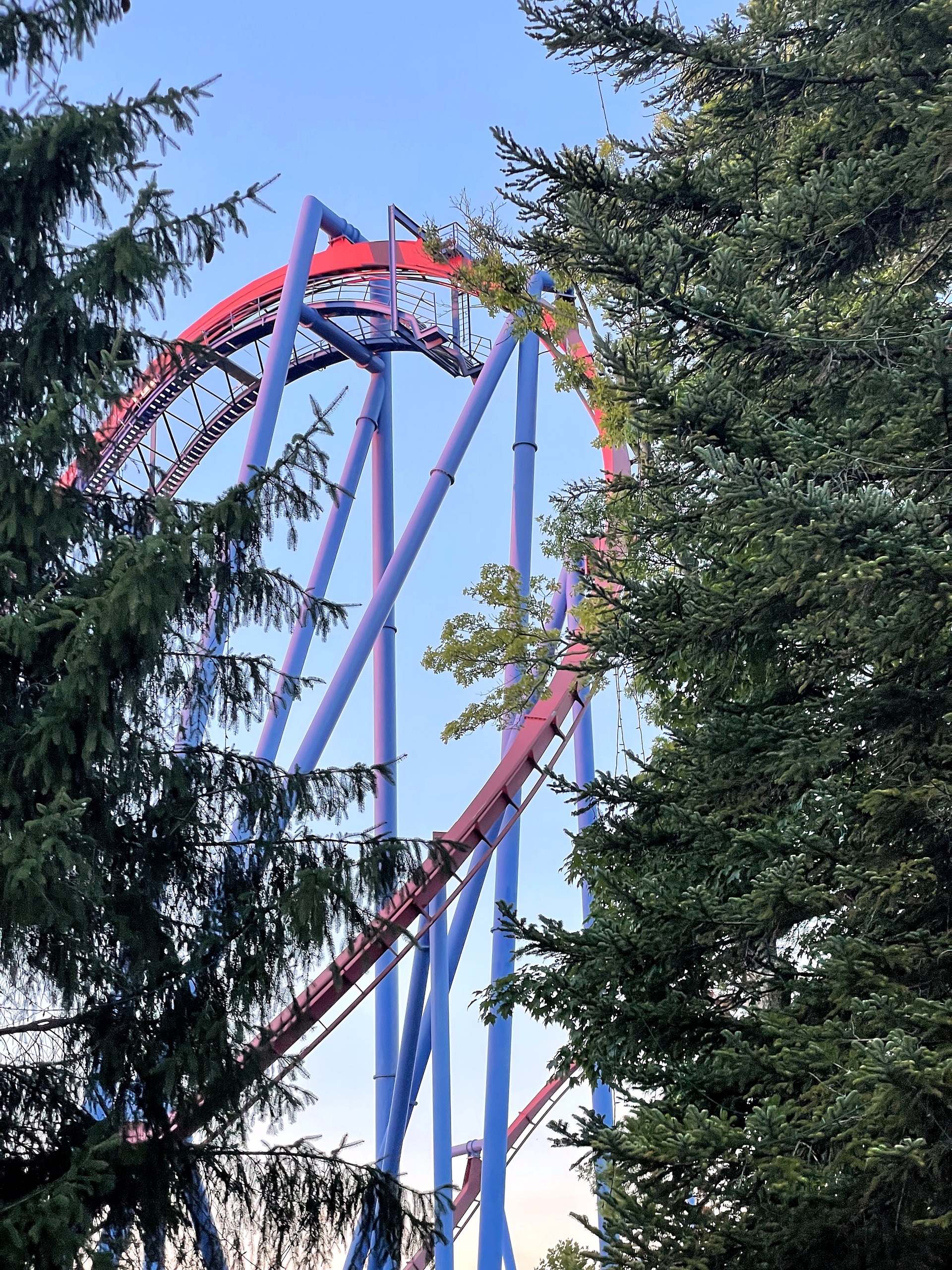 Banshee's vertical loop framed by tall pine trees, Kings Island, July 2022
