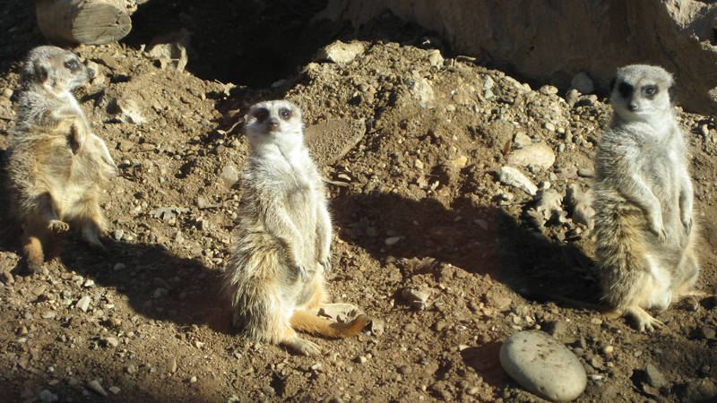 Charles Paddock Zoo