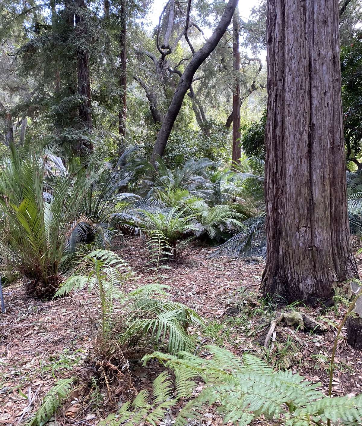 Enchanted: Forest of Light 2026 at Descanso Gardens